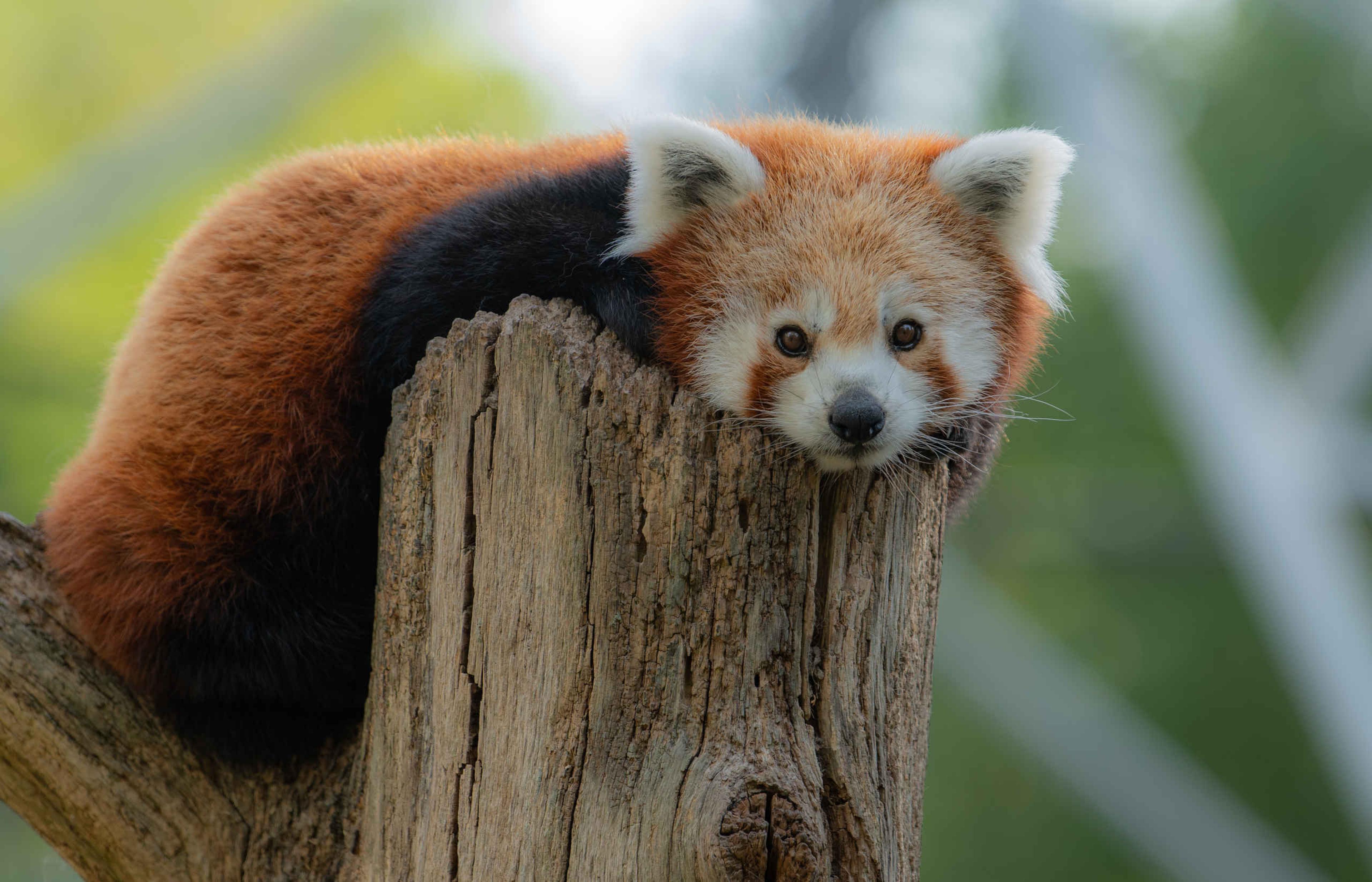 Rode panda op een boomstam in Eindhoven Zoo