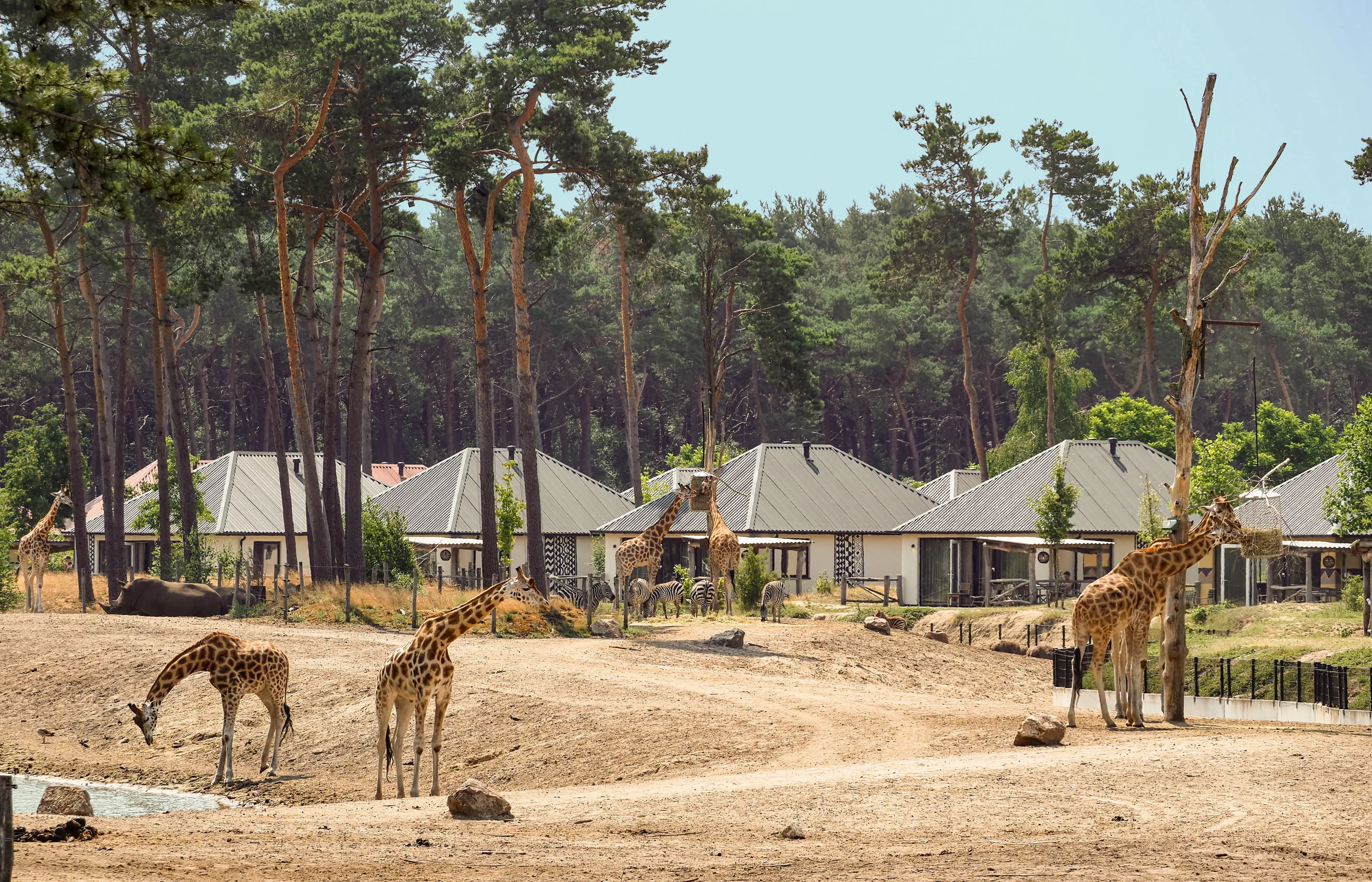 savanne safari resort met giraffen