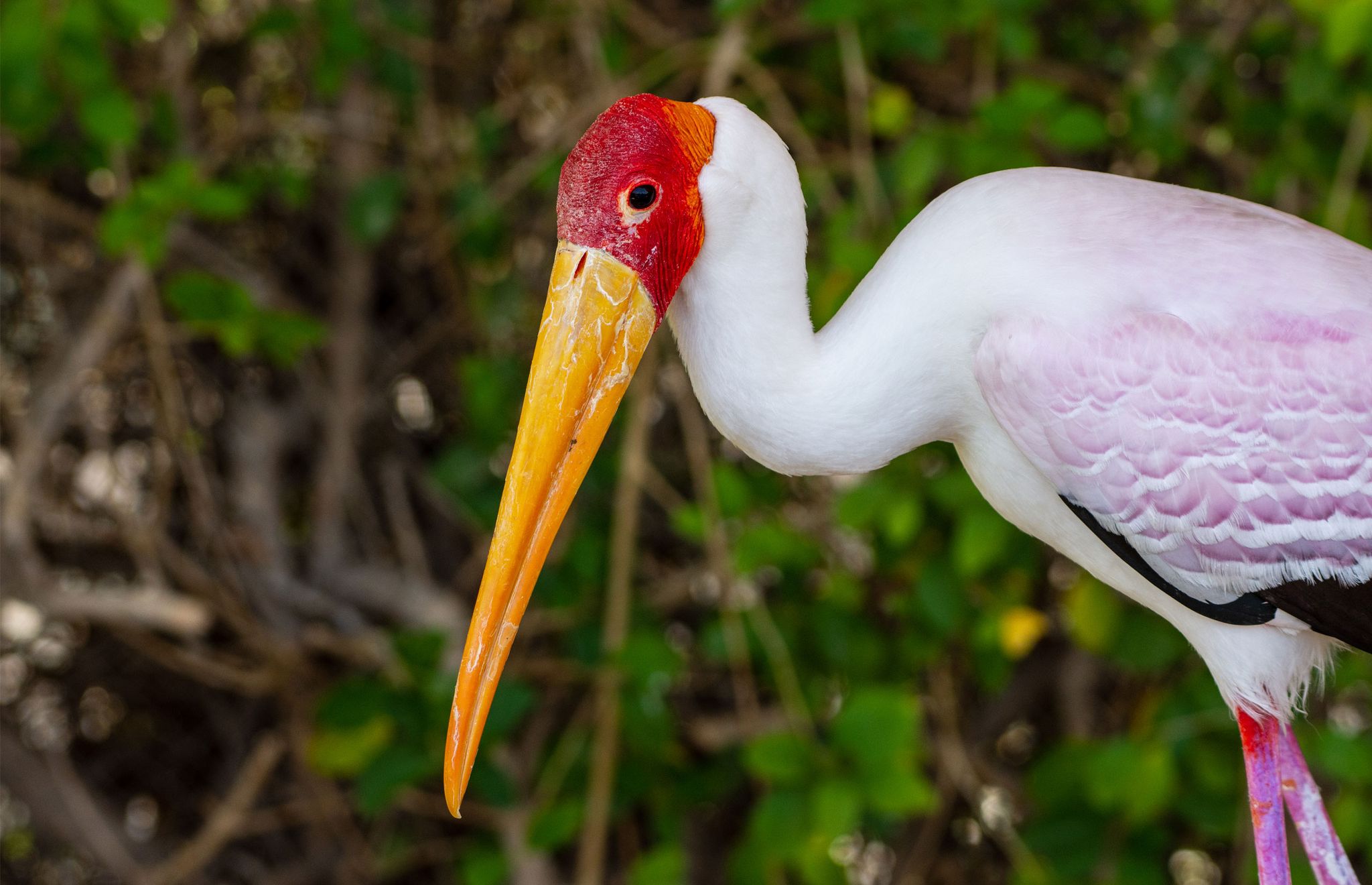 een close-up van een Nimmerzat in ZooParc Overloon