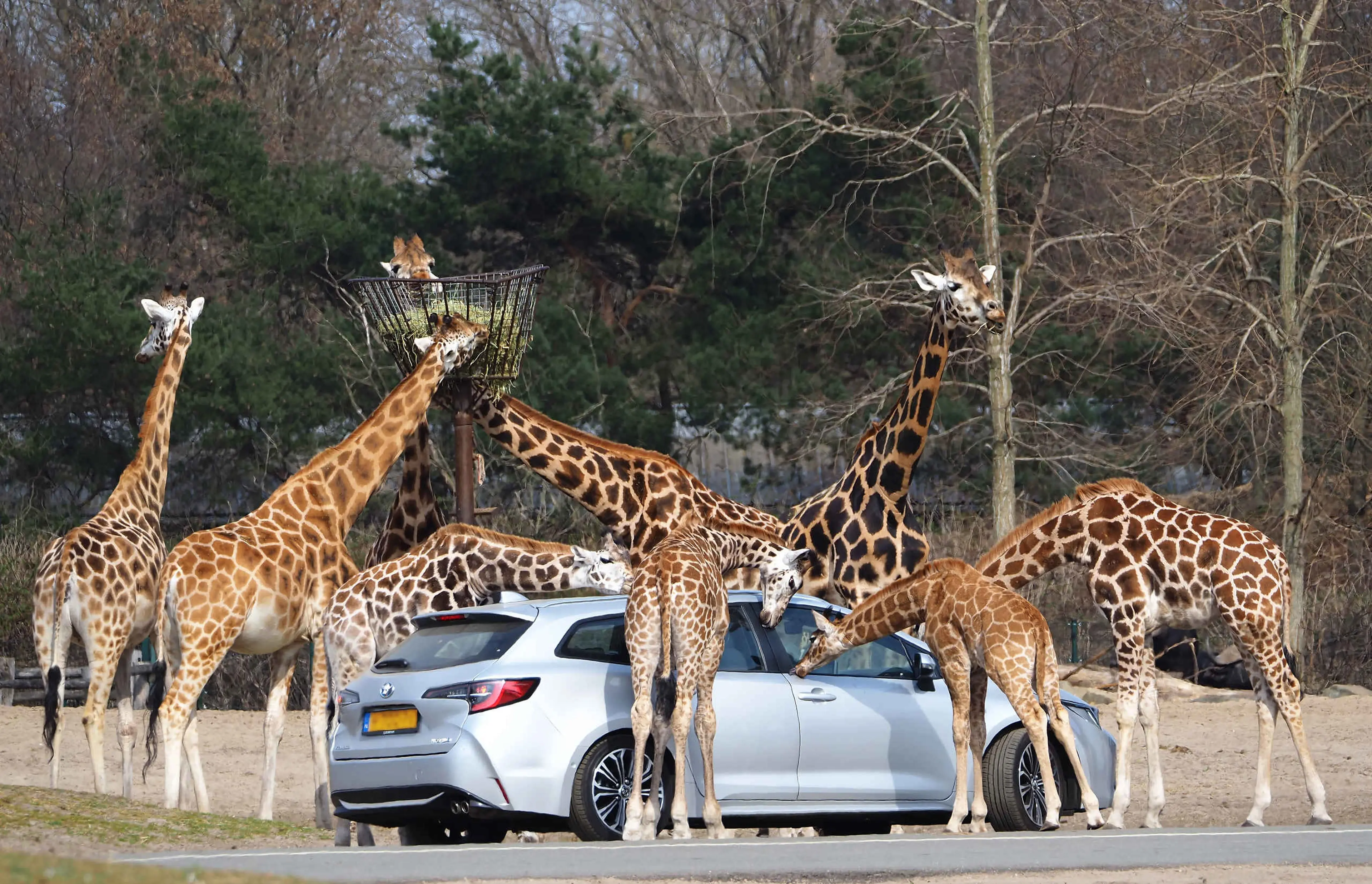 Giraffe Beekse Bergen Safaripark Autosafari