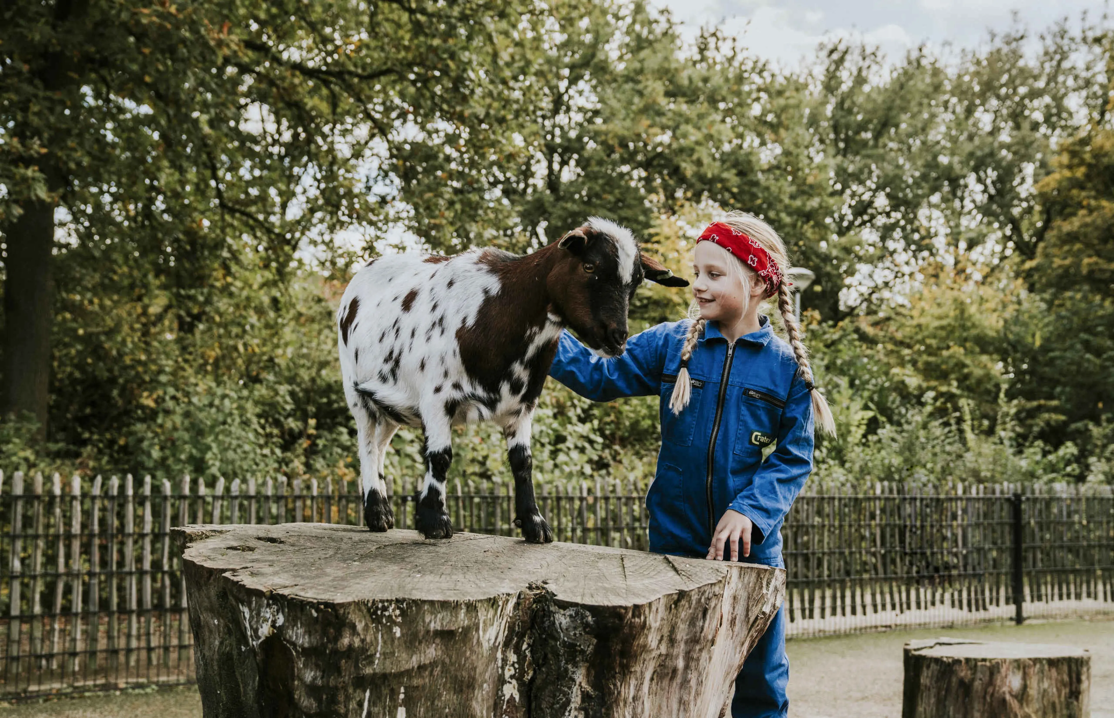 Een meisje aait een geit op de kinderboerderij bij Vakantiepark Dierenbos