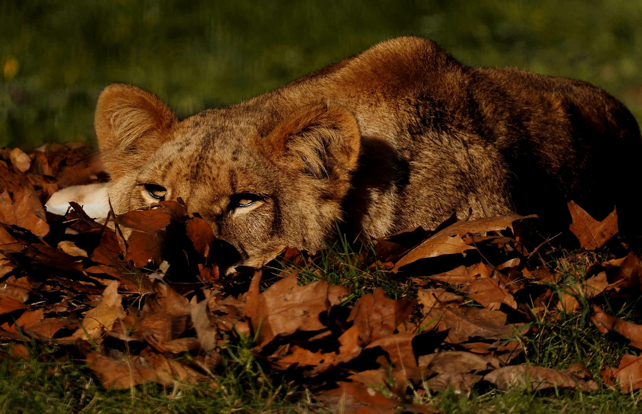 Leeuw tussen de herfst bladeren in Safaripark Beekse Bergen
