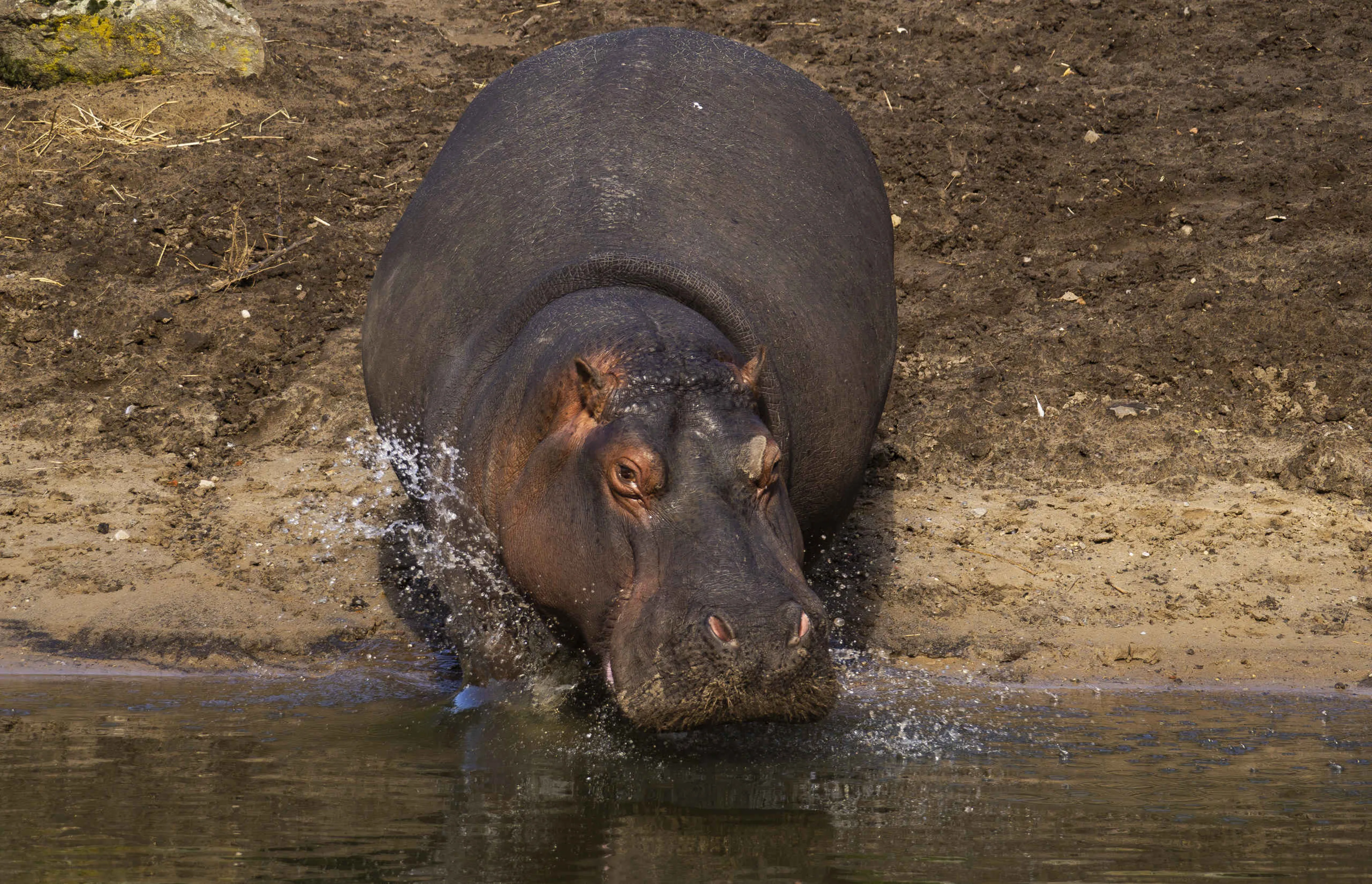 Een nijlpaard gaat ter water in Safaripark Beekse Bergen