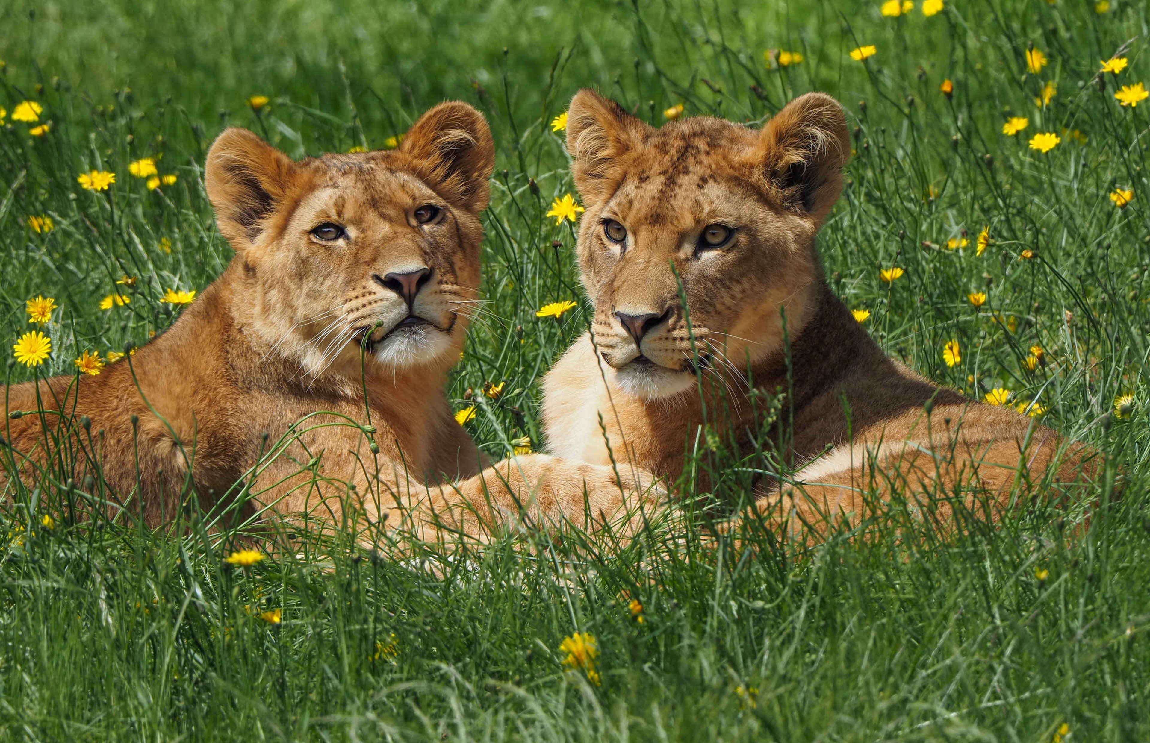 Twee jonge Afrikaanse leeuwen liggen in het gras bij Safaripark Beekse Bergen, te bezoeken met de 1-daagse Attractiepas van Vakantiepark Dierenbos.