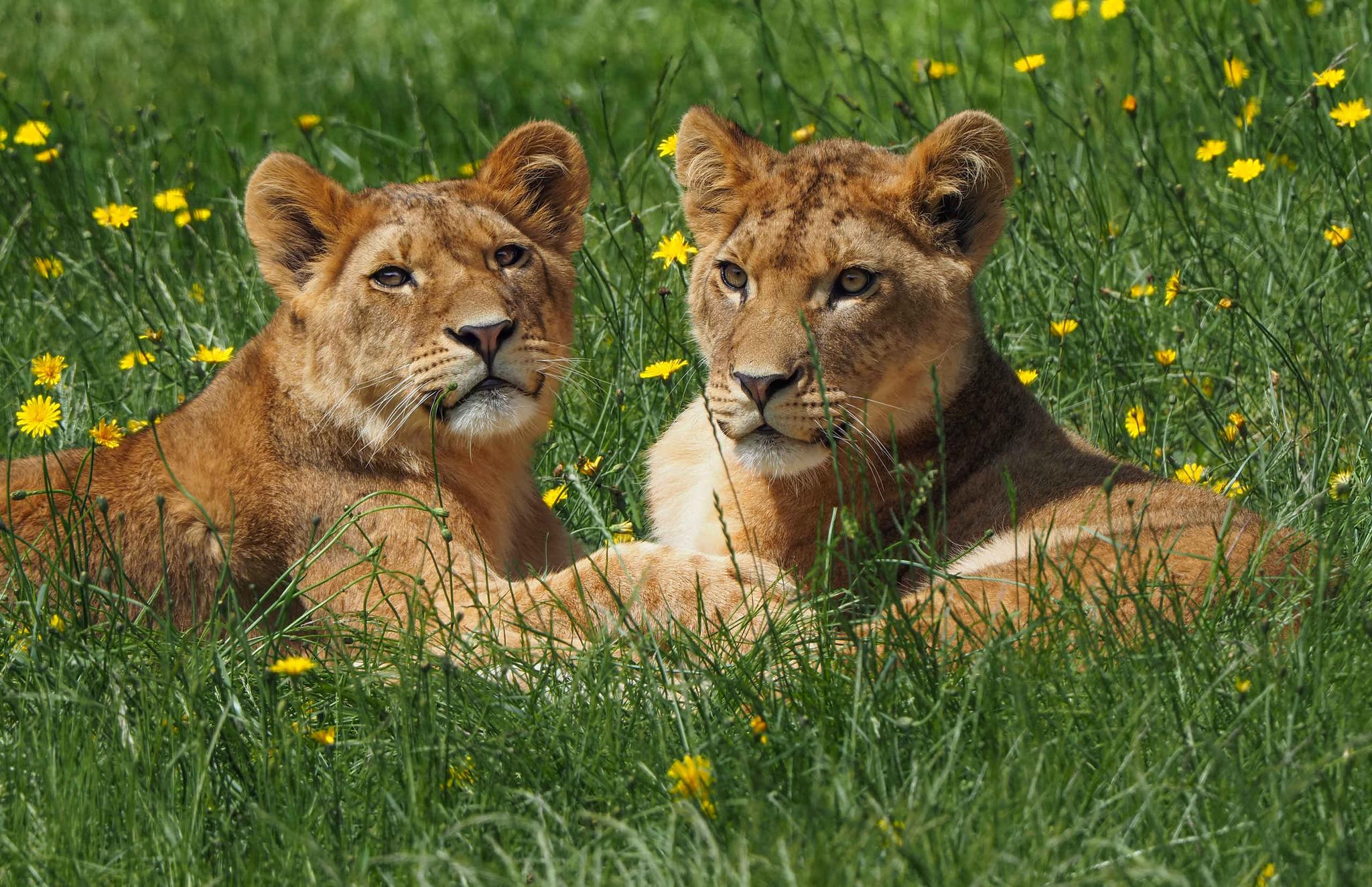 Twee jonge afrikaanse leeuwen liggen in het gras bij Safaripark Beekse Bergen.