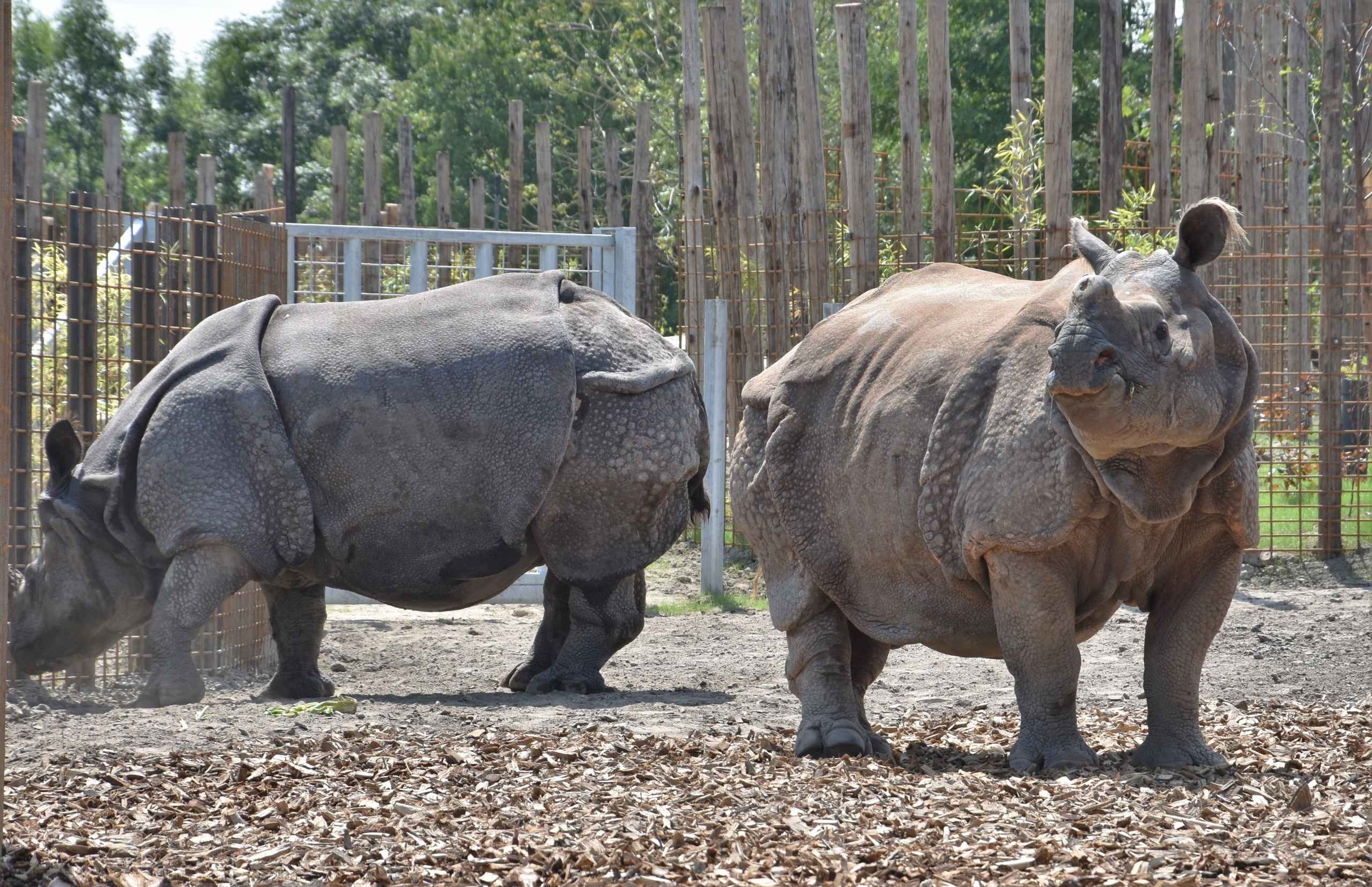 Twee Indische neushoorns in Eindhoven Zoo