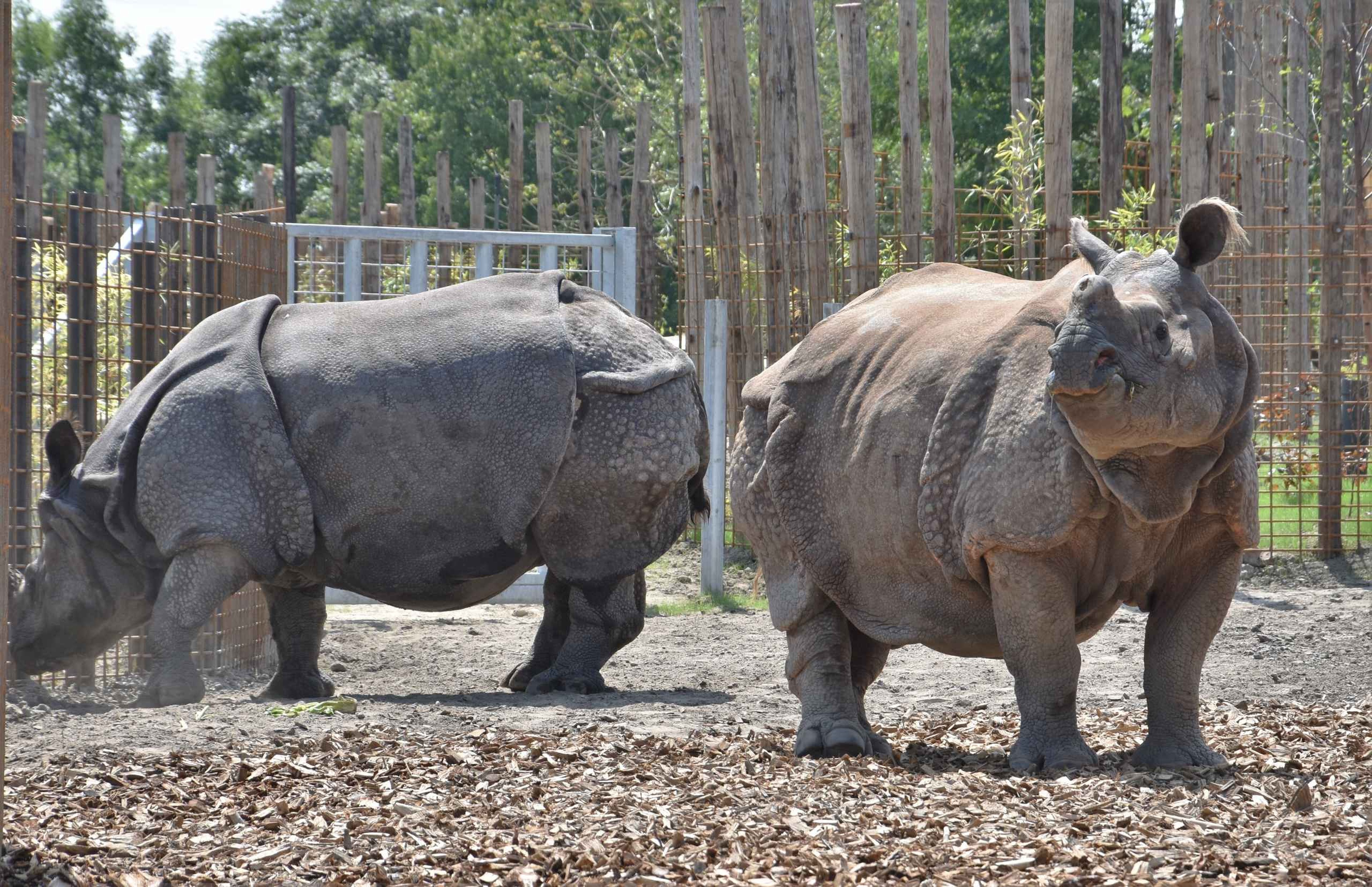 Twee Indische neushoorns in Eindhoven Zoo