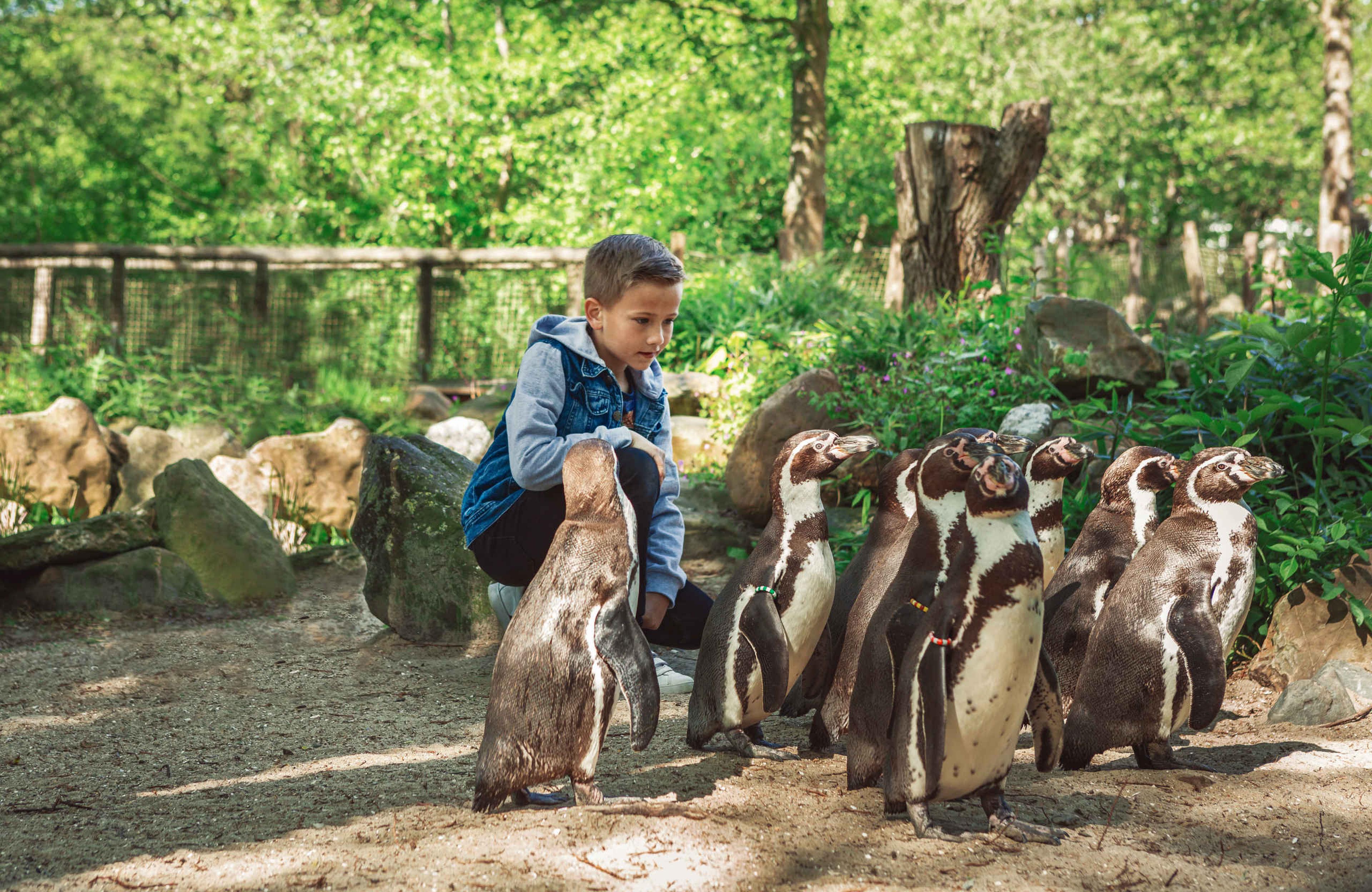 Jongen tussen de pinguïns AquaZoo Leeuwarden