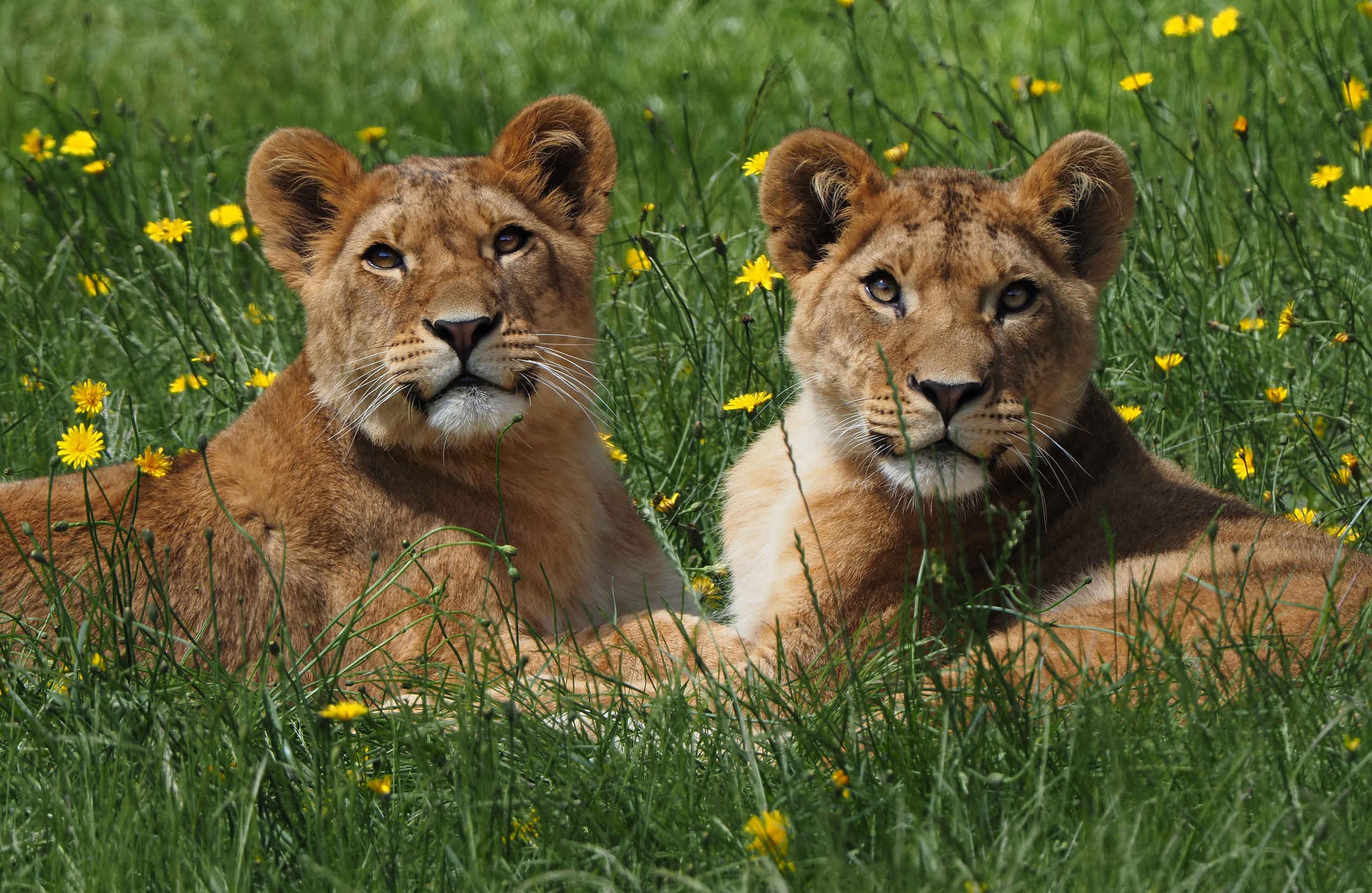 Zomer vrouwtjes Afrikaanse leeuwen Safaripark Beekse Bergen