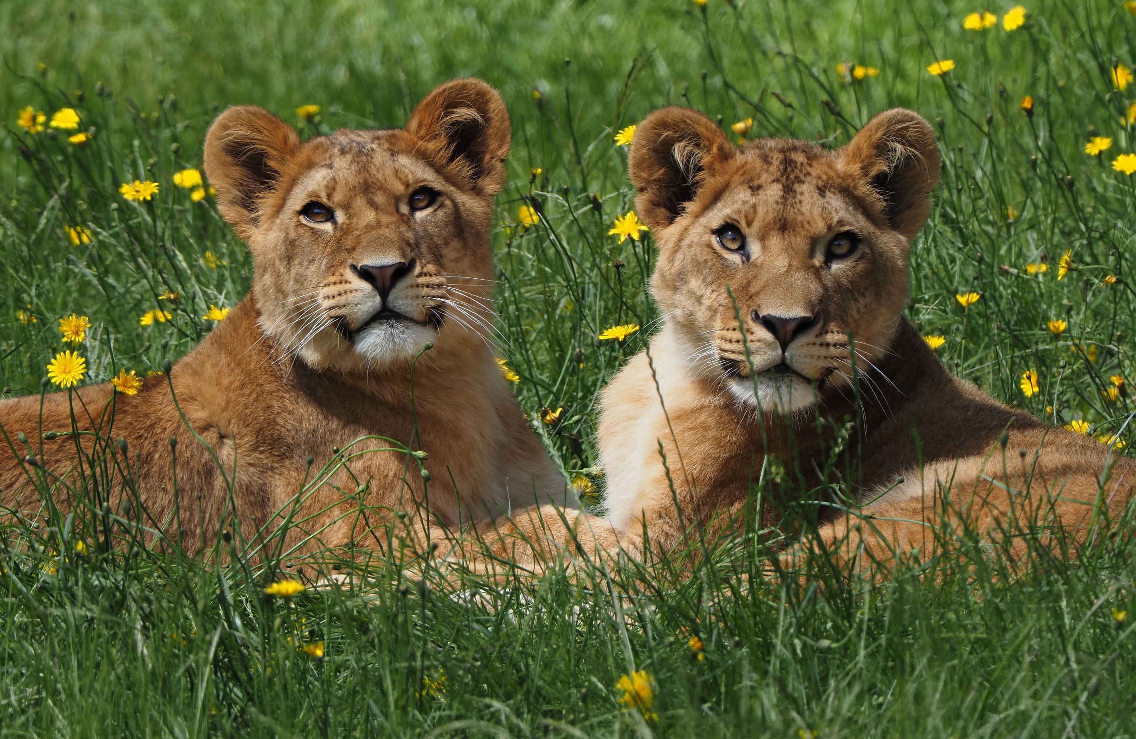 Zomer vrouwtjes Afrikaanse leeuwen Safaripark Beekse Bergen