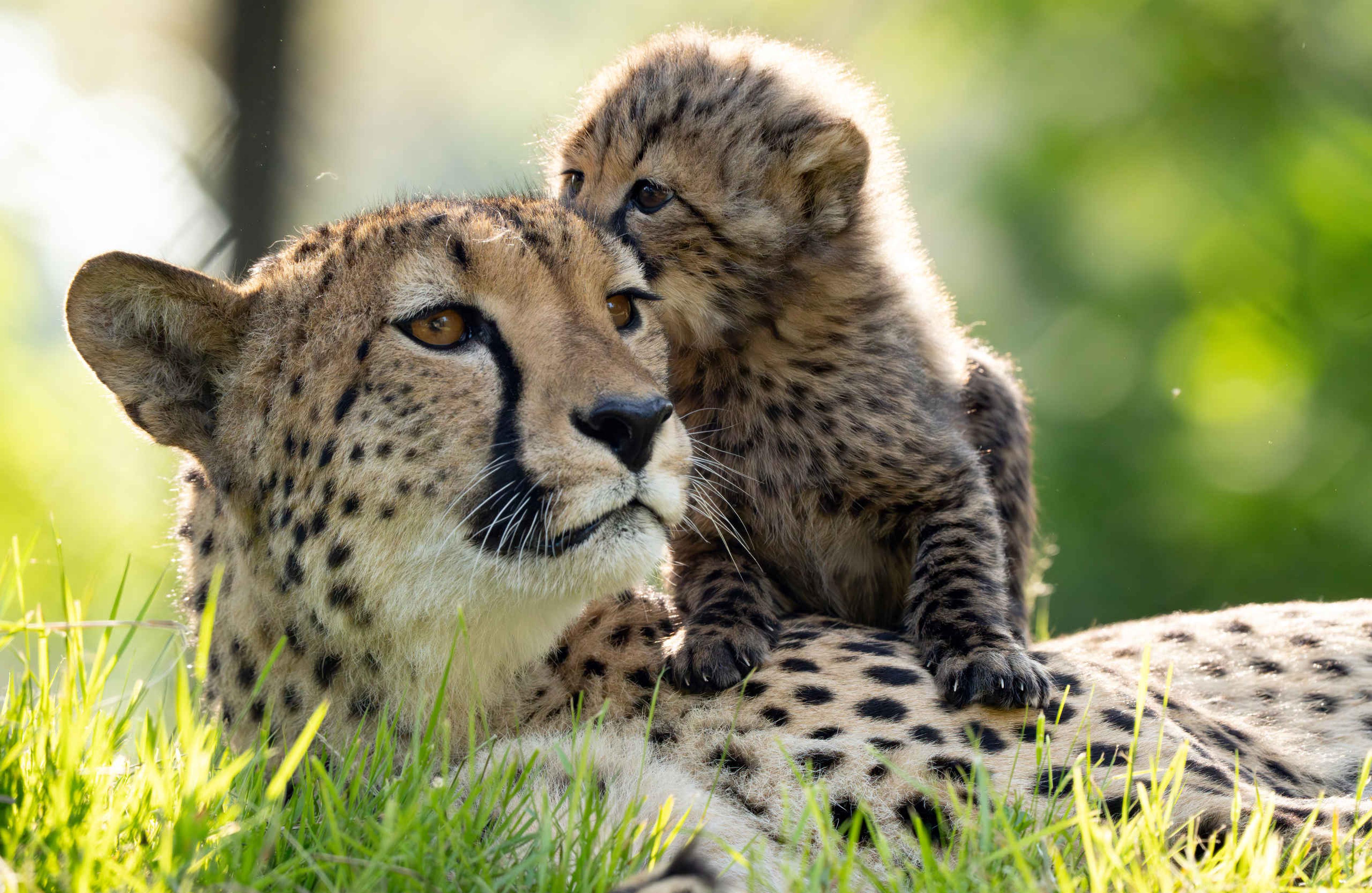 Een zuidelijke cheeta ligt met haar jong in het gras bij Safaripark Beekse Bergen.