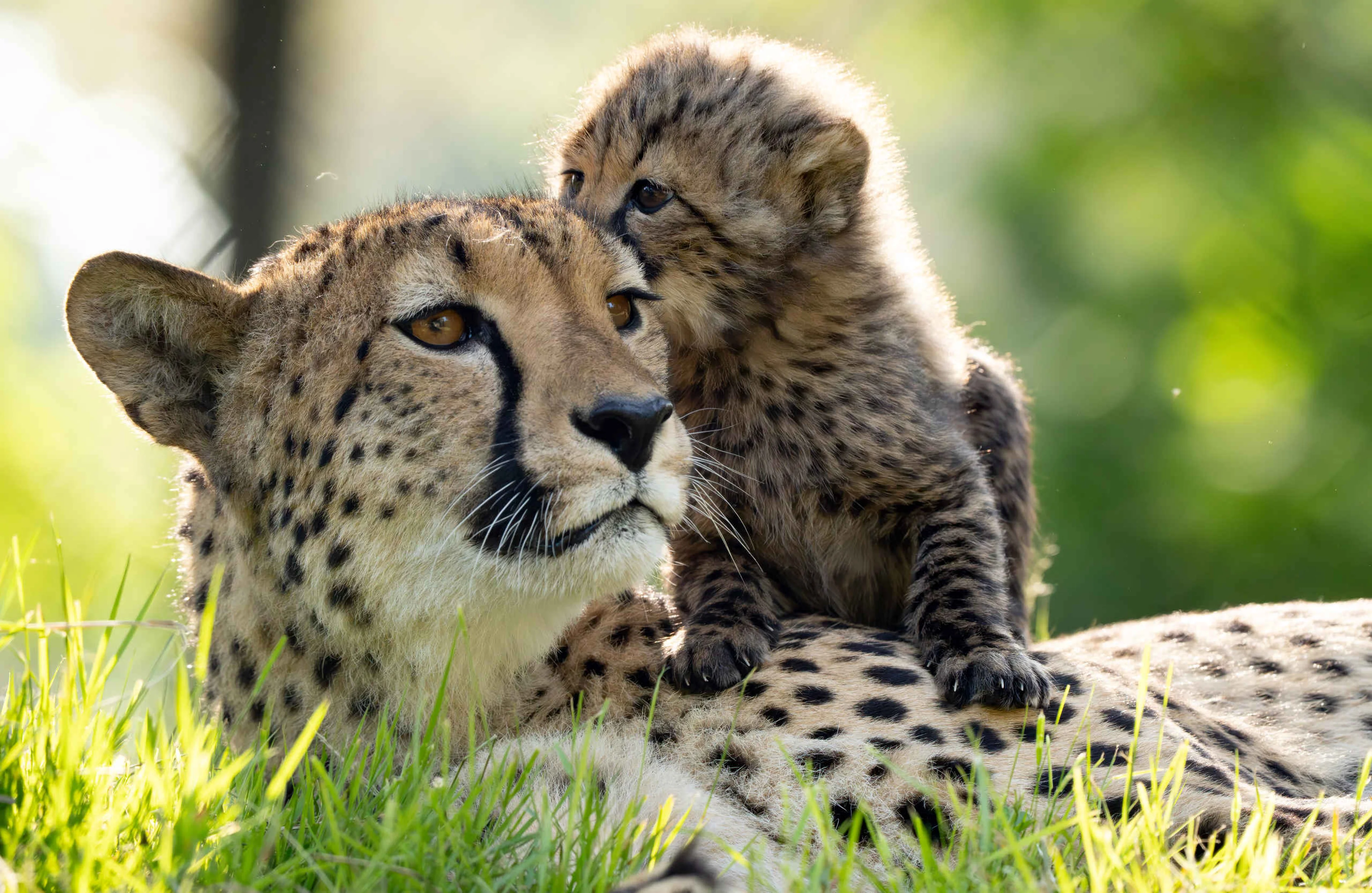 Een zuidelijke cheeta ligt met haar jong in het gras bij Safaripark Beekse Bergen.