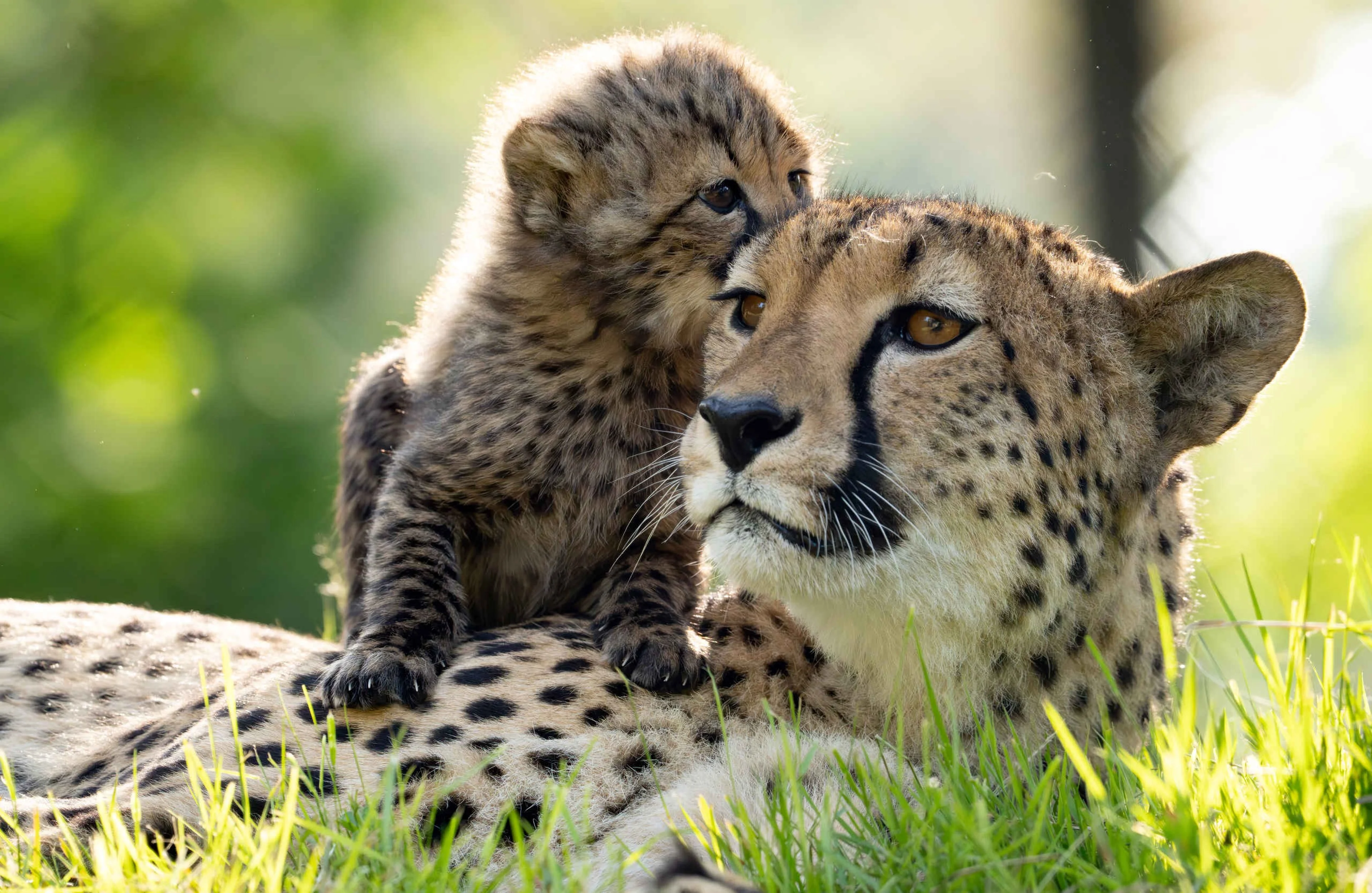 Een zuidelijke cheeta ligt met haar jong in het gras bij Safaripark Beekse Bergen.