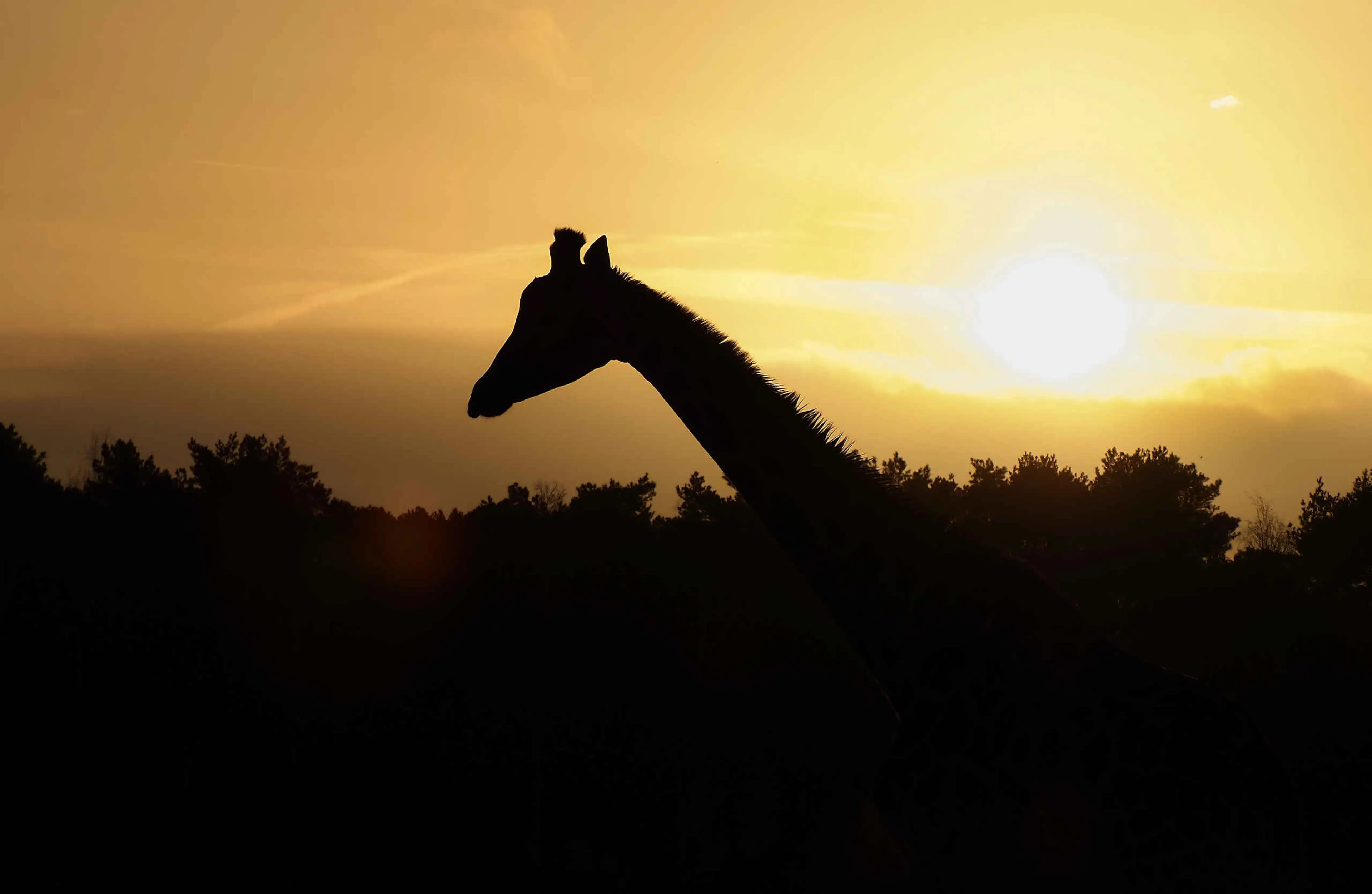 Giraffe tijdens zonsondergang in Safaripark Beekse Bergen