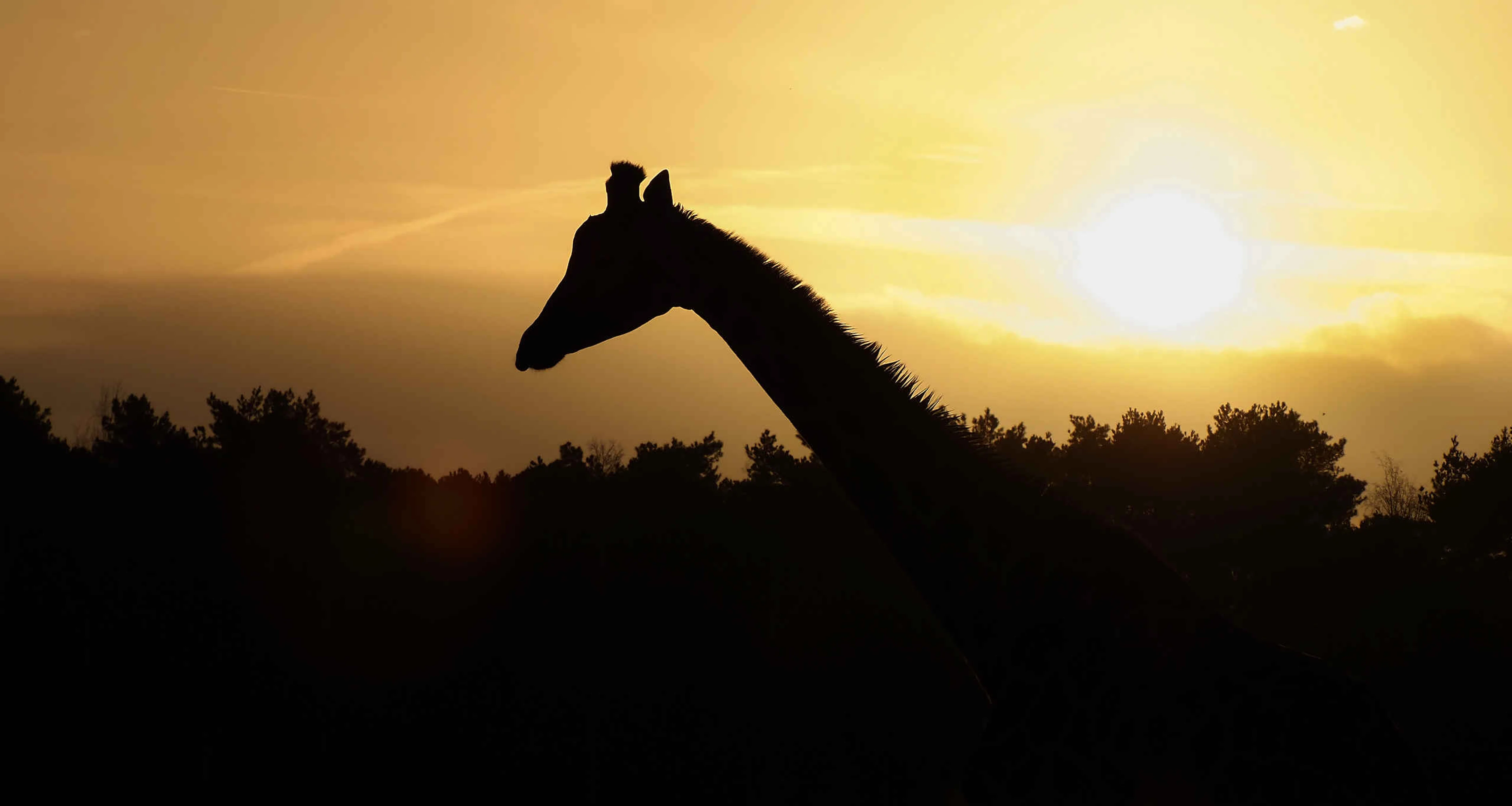 Giraffe tijdens zonsondergang in Safaripark Beekse Bergen