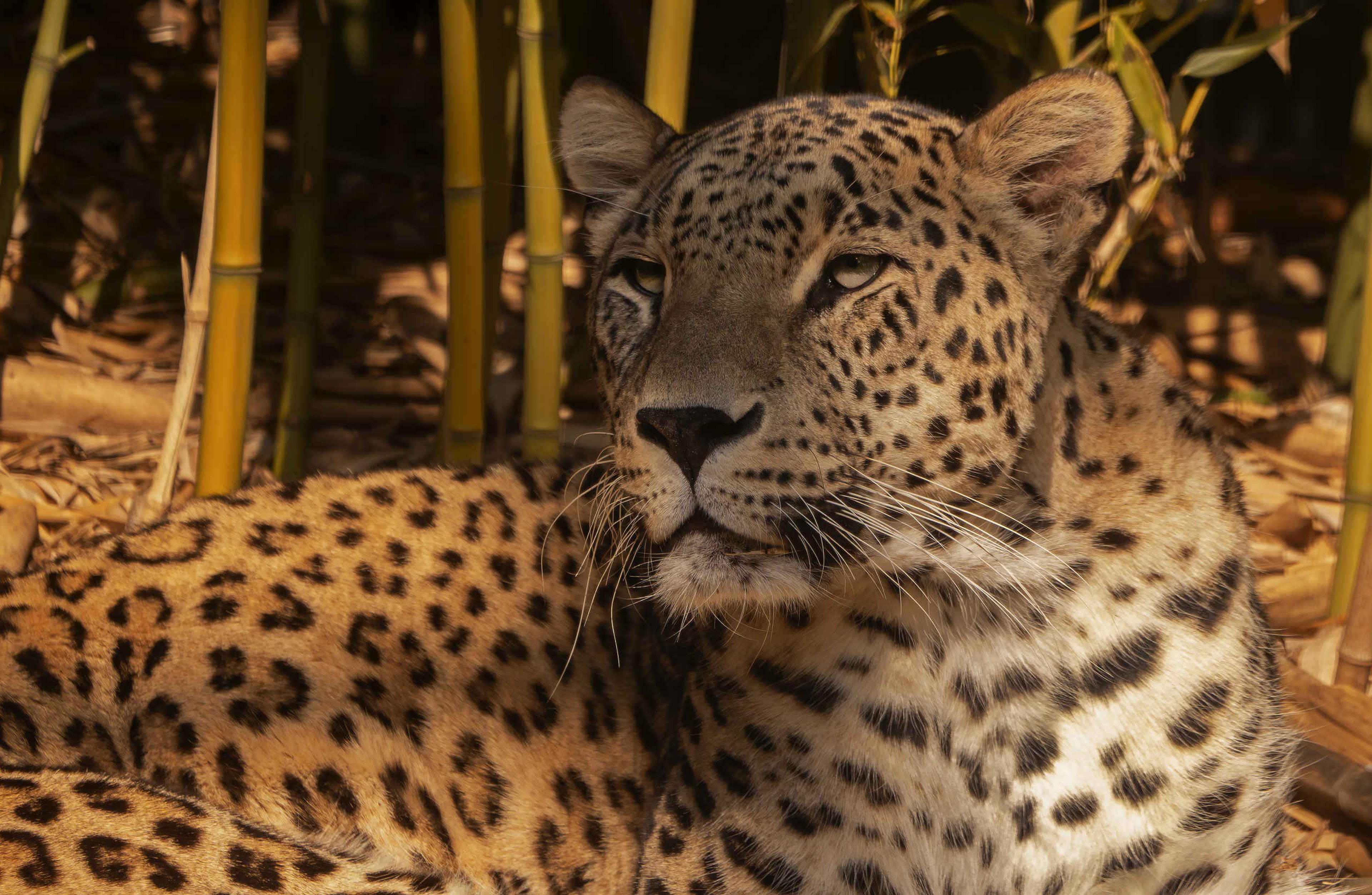 Een Perzische panter bij Safaripark Beekse Bergen, te bezoeken met de 1-daagse Attractiepas van Vakantiepark Dierenbos.