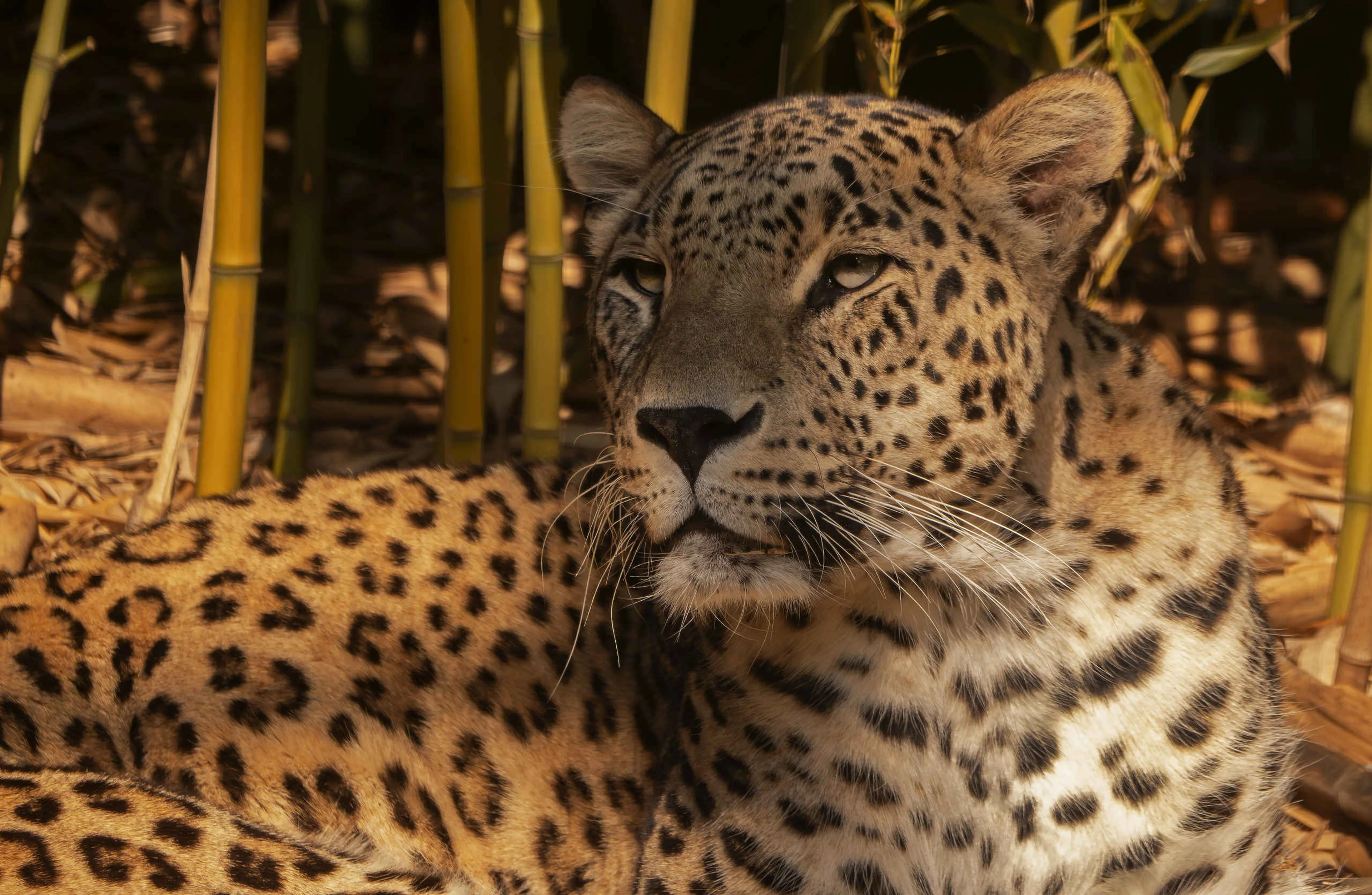 Perzische panter close-up Golden hour Safaripark Beekse Bergen
