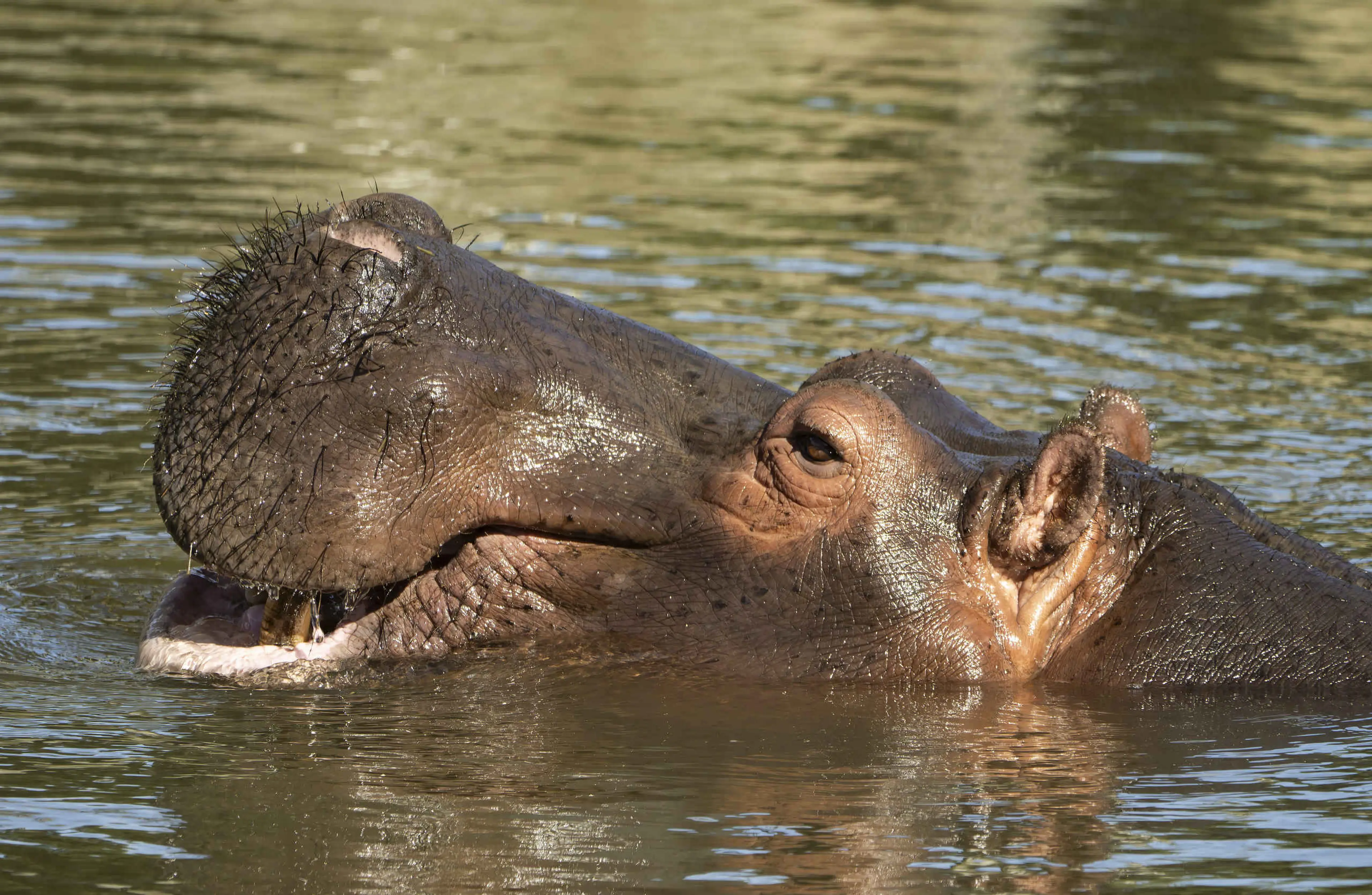 Close-up van nijlpaard in het water in Safaripark Beekse Bergen