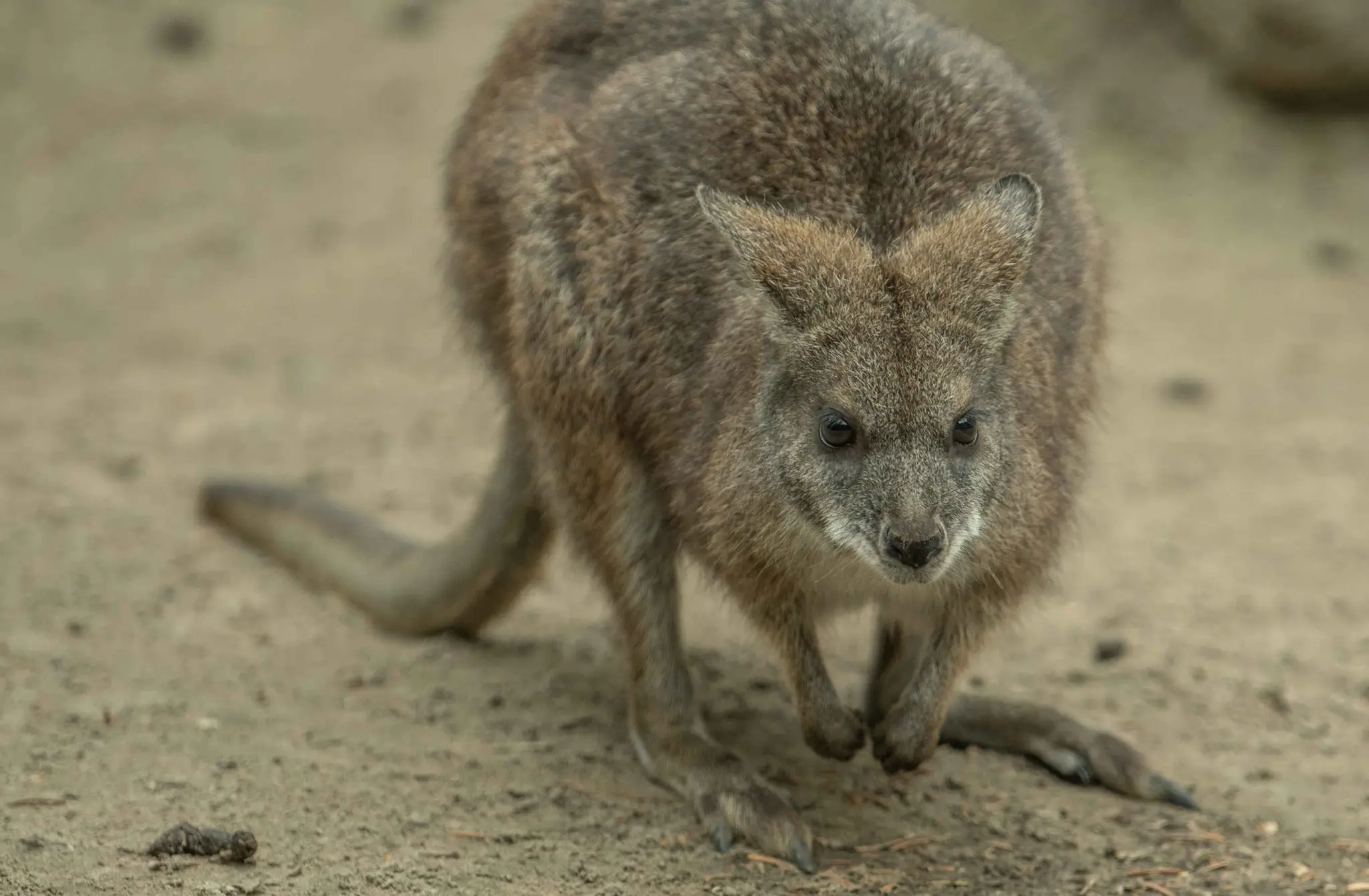 Een parmawallaby bij Eindhoven Zoo.