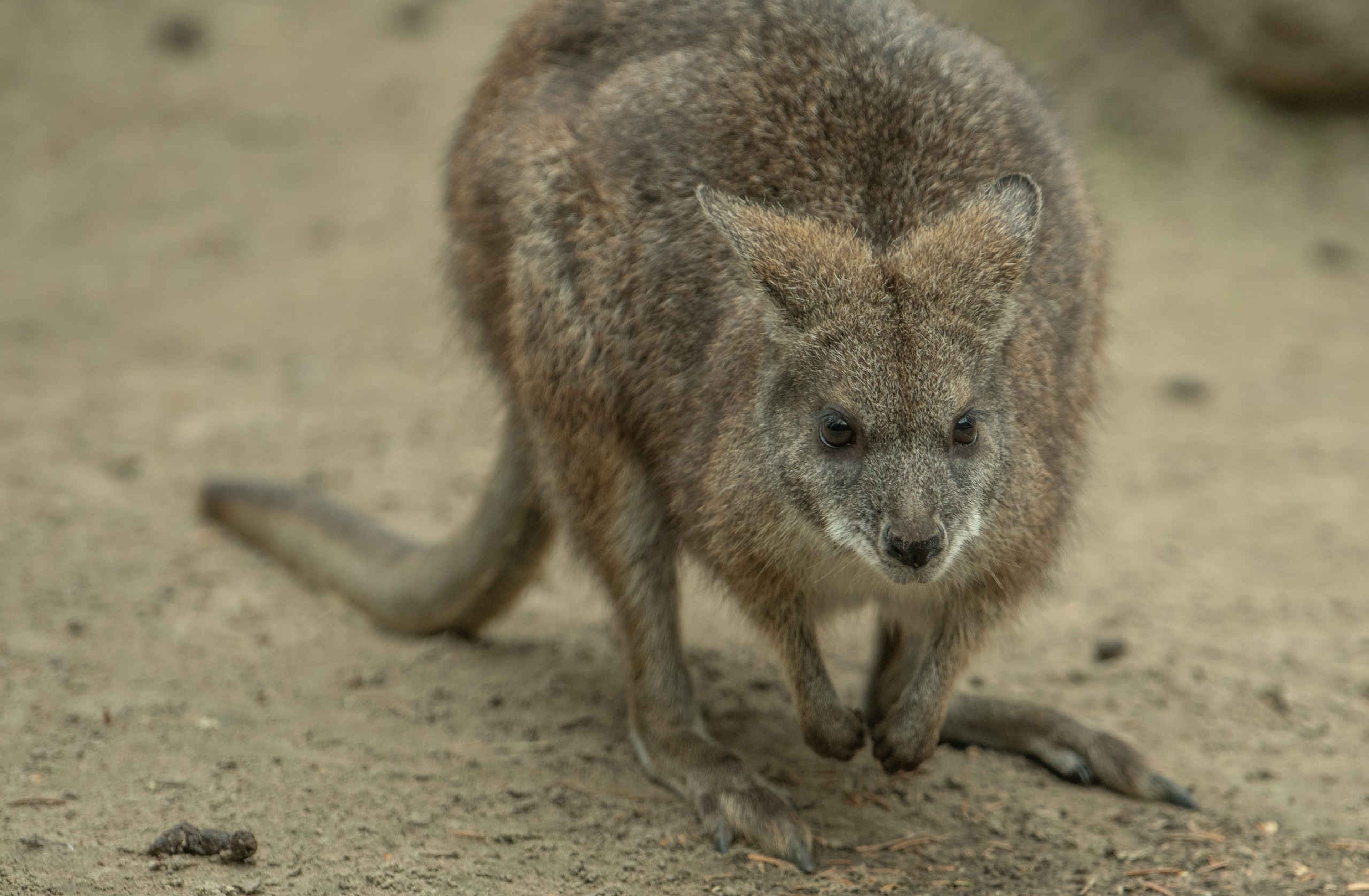 Een parmawallaby bij Eindhoven Zoo.