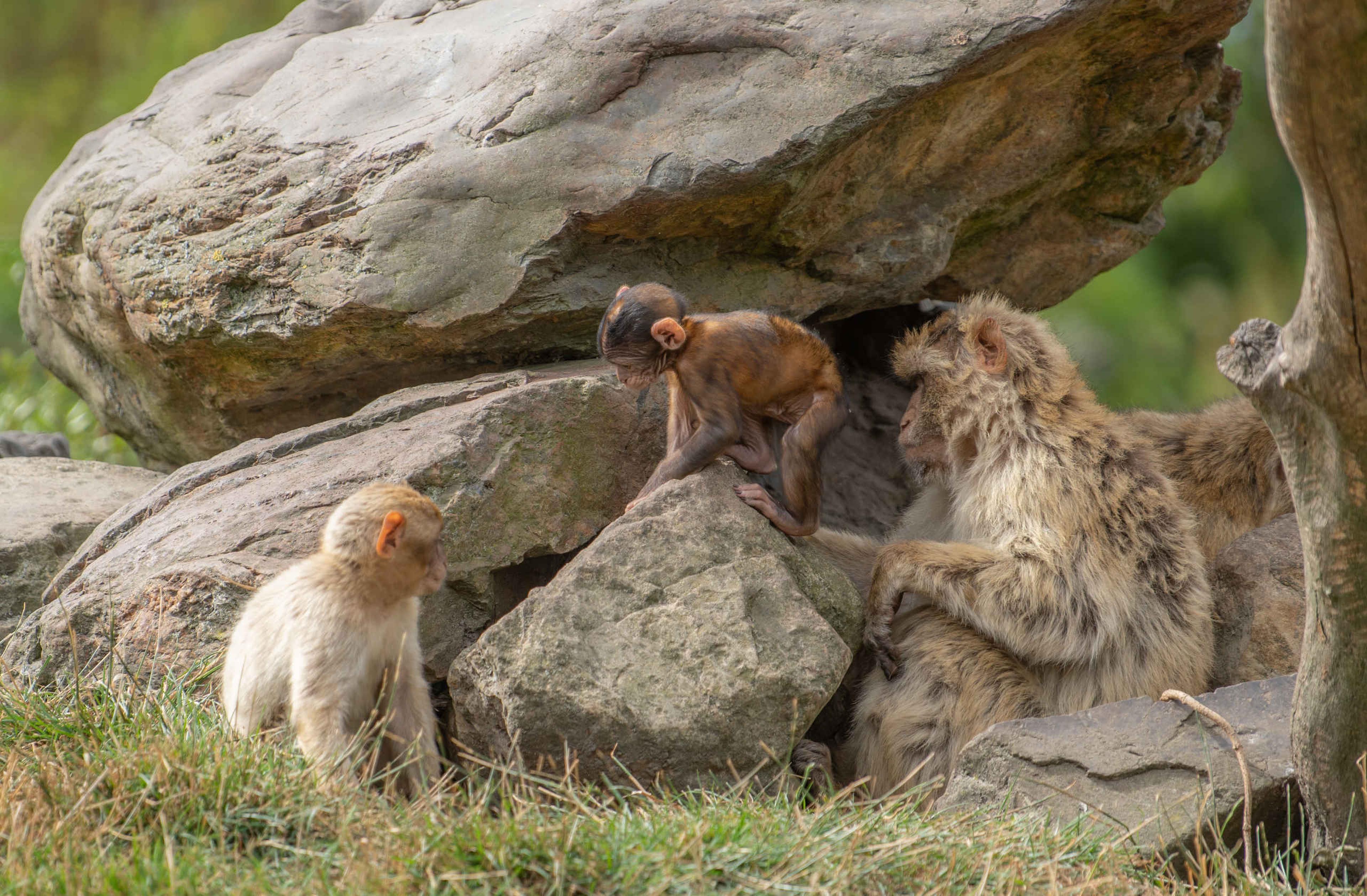 Een volwassen en twee jonge berberapen zitten tussen de stenen bij Eindhoven Zoo.