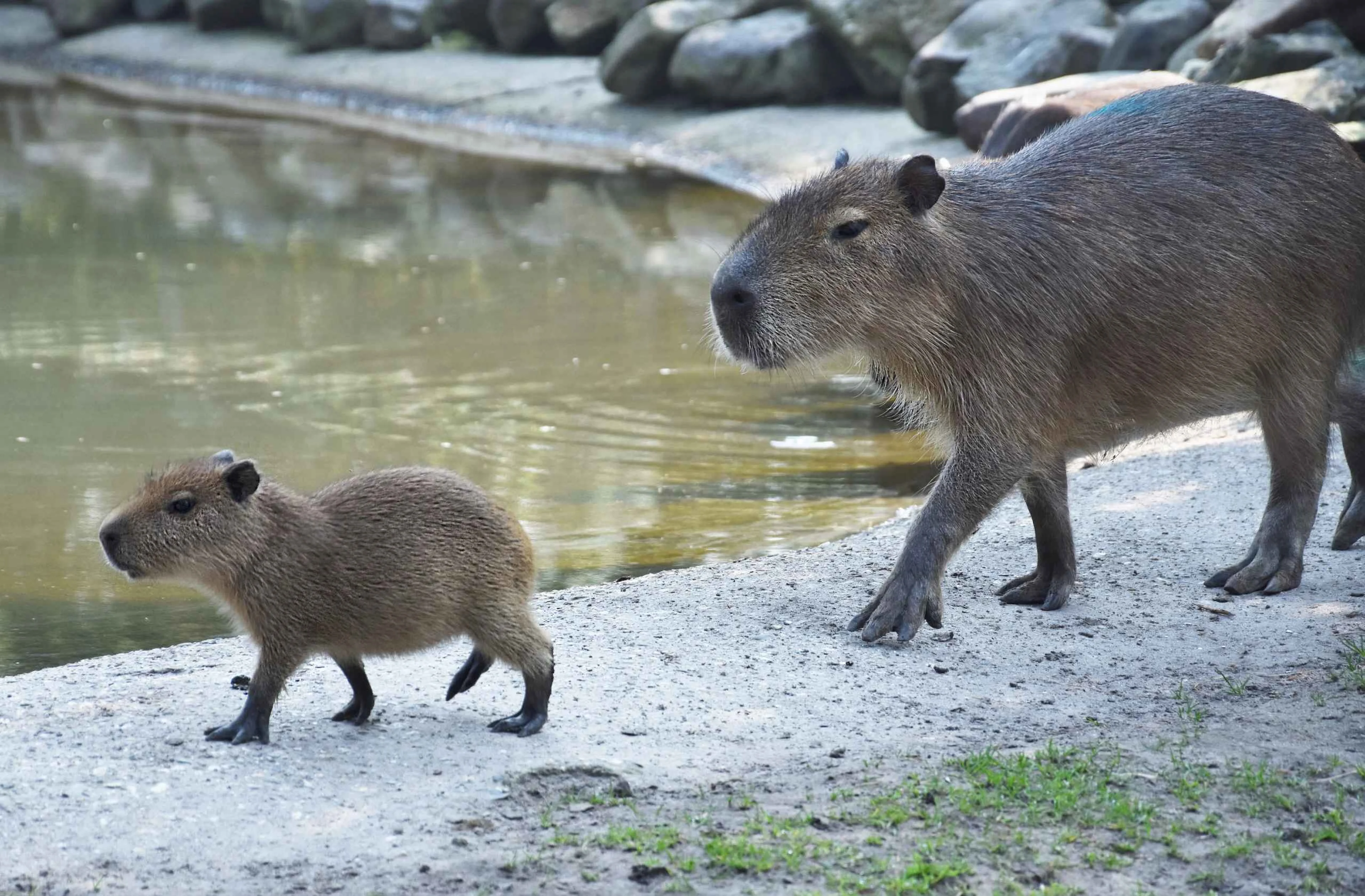 Een capibara jong en volwassene in ZooParc Overloon