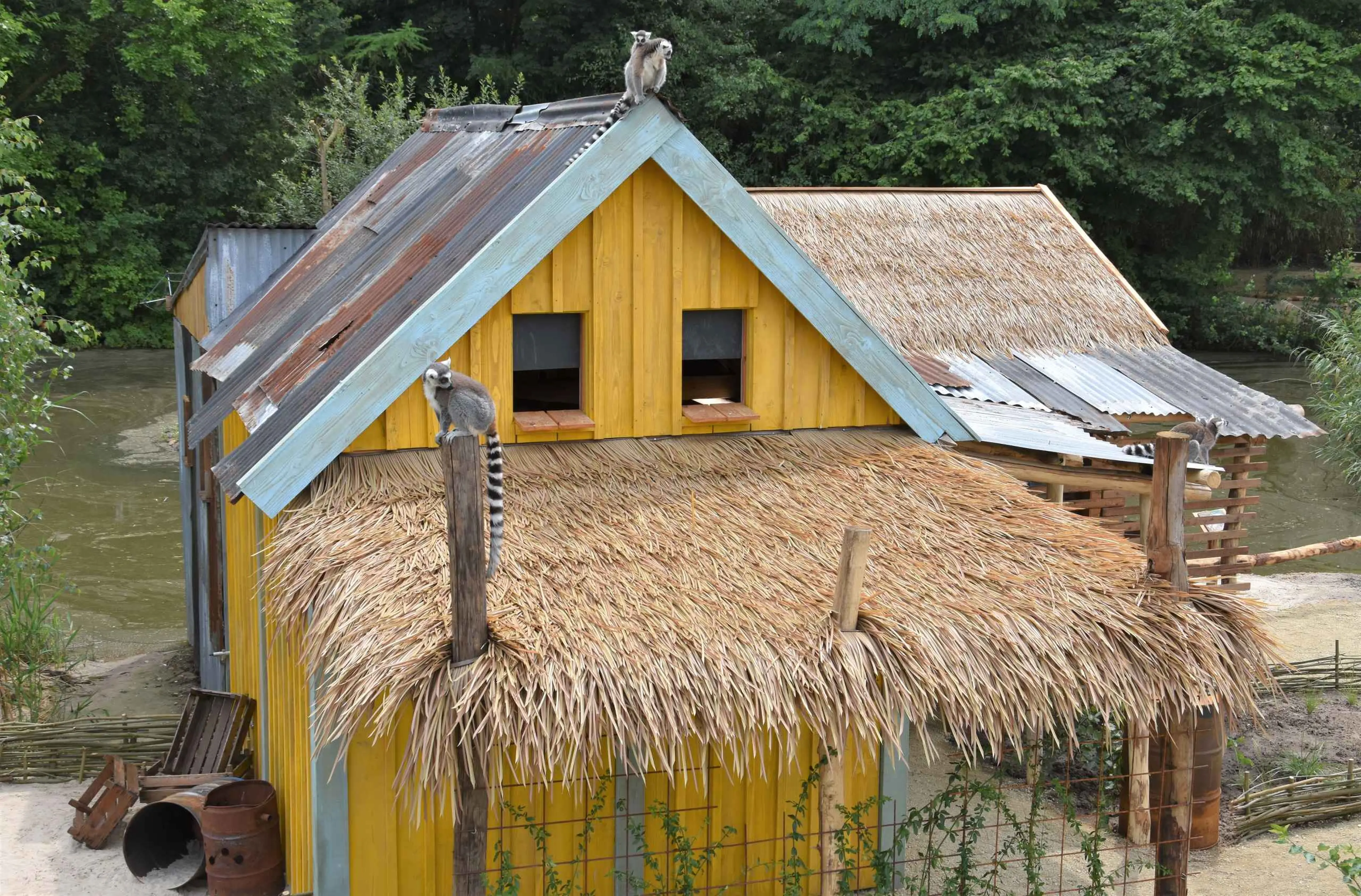 Het binnenverblijf van de ringstaartmakis op Itampolo in ZooParc Overloon