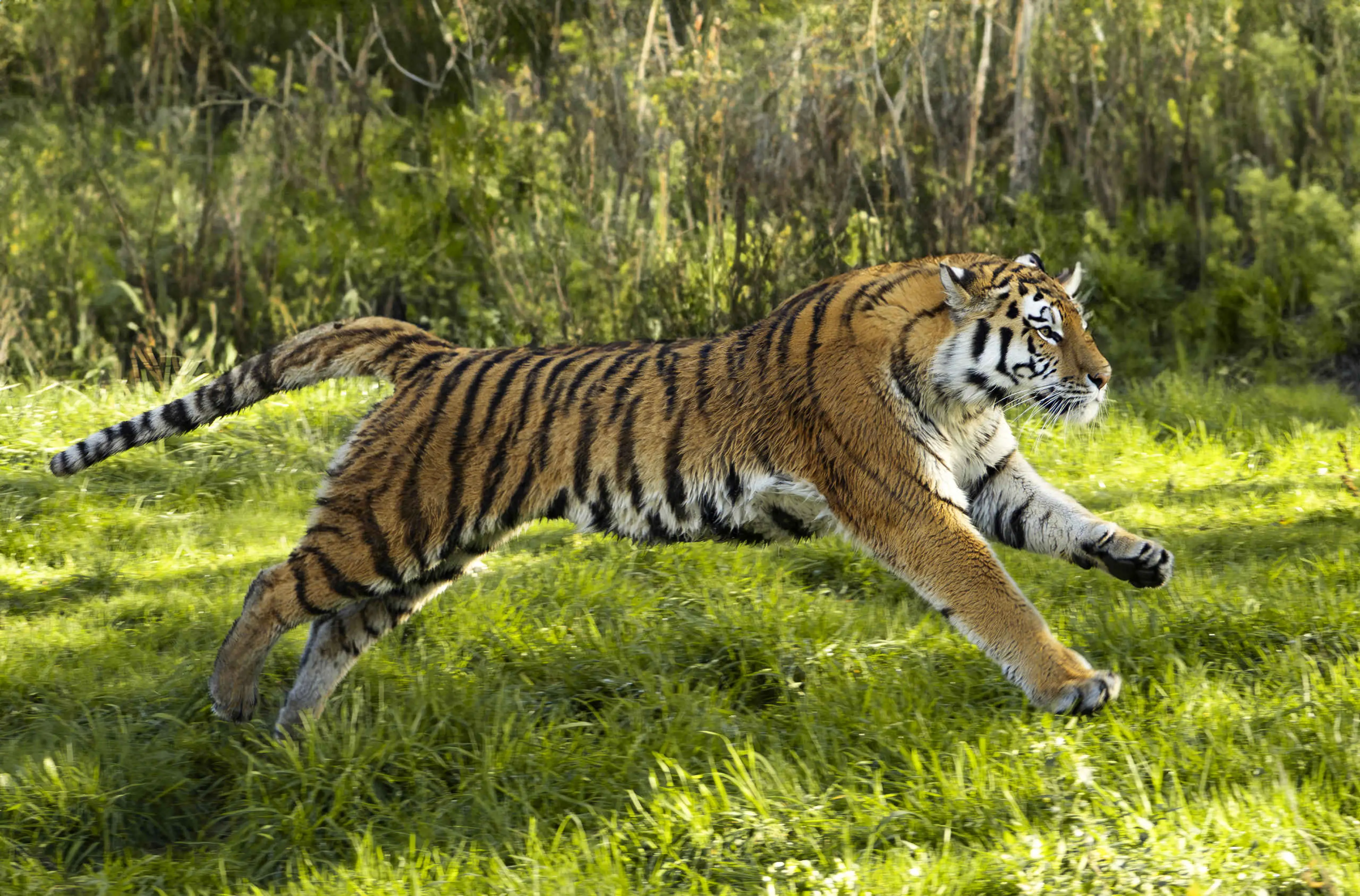 Tijger najaar springt Safaripark Beekse Bergen