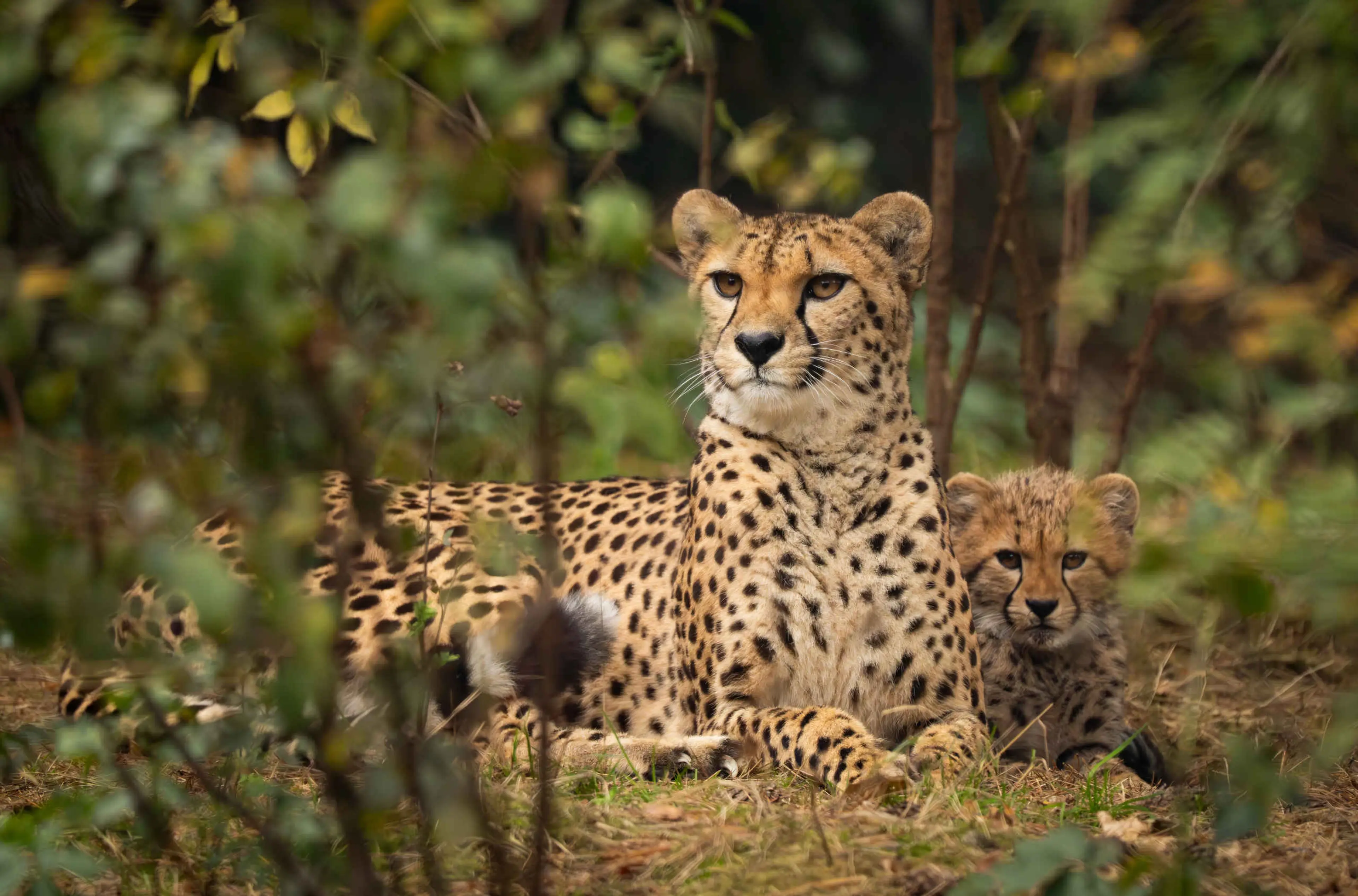 Herfst cheeta met cheetajongen in Safaripark Beekse Bergen