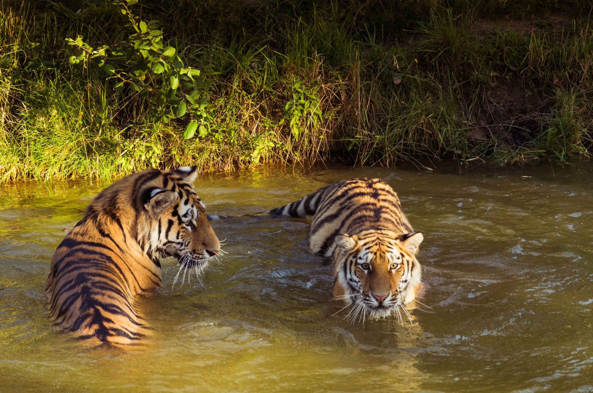 Twee amoertijgers zijn aan het zwemmen in safaripark Beekse Bergen.
