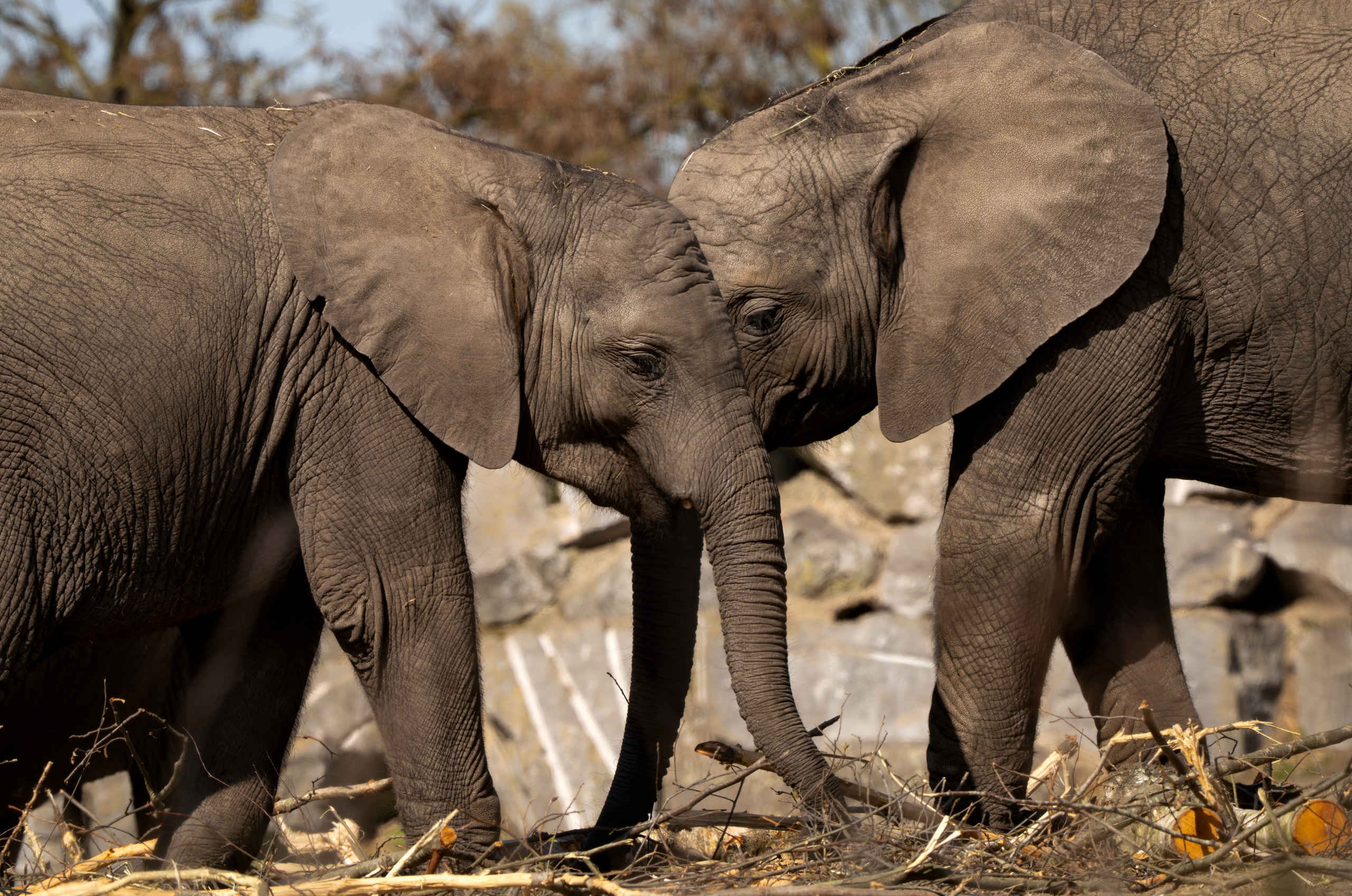 Twee olifanten in Safaripark Beekse Bergen Light Safari