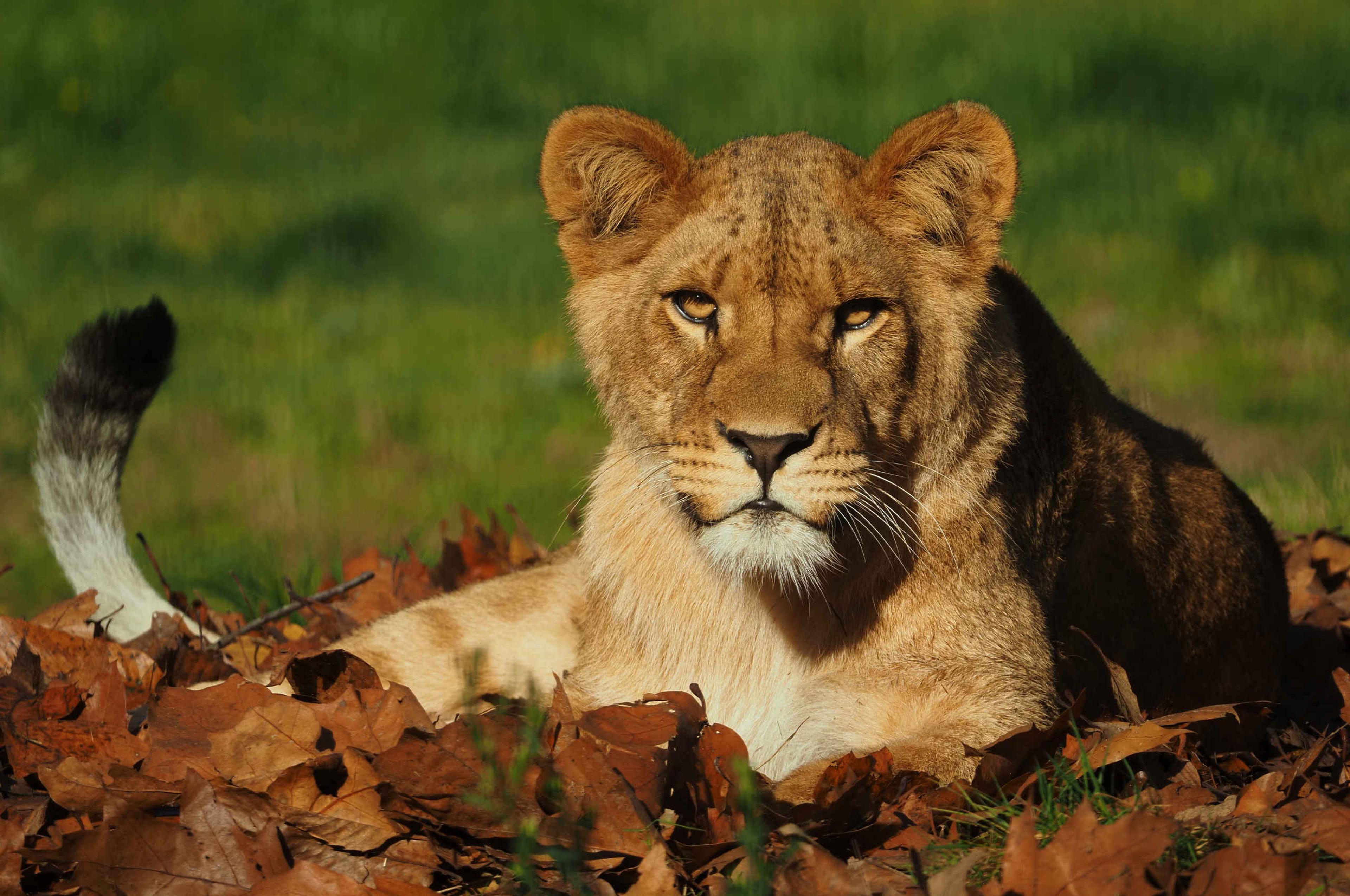 Een jonge leeuw ligt op de grond in de bladeren die in de herfst van de boom zijn gevallen bij Safaripark Beekse Bergen.