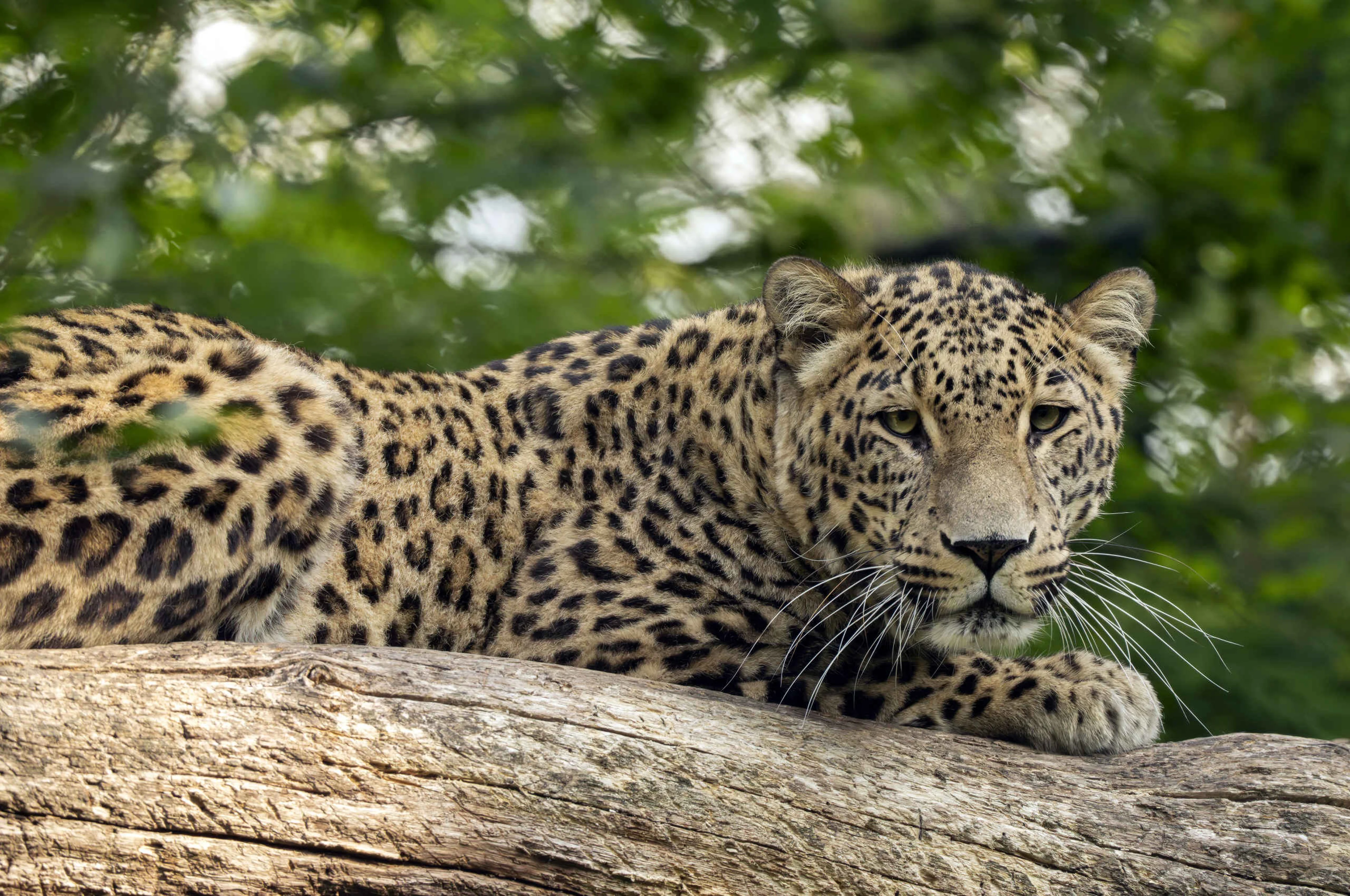 Panter in boom bij Safaripark Beekse Bergen