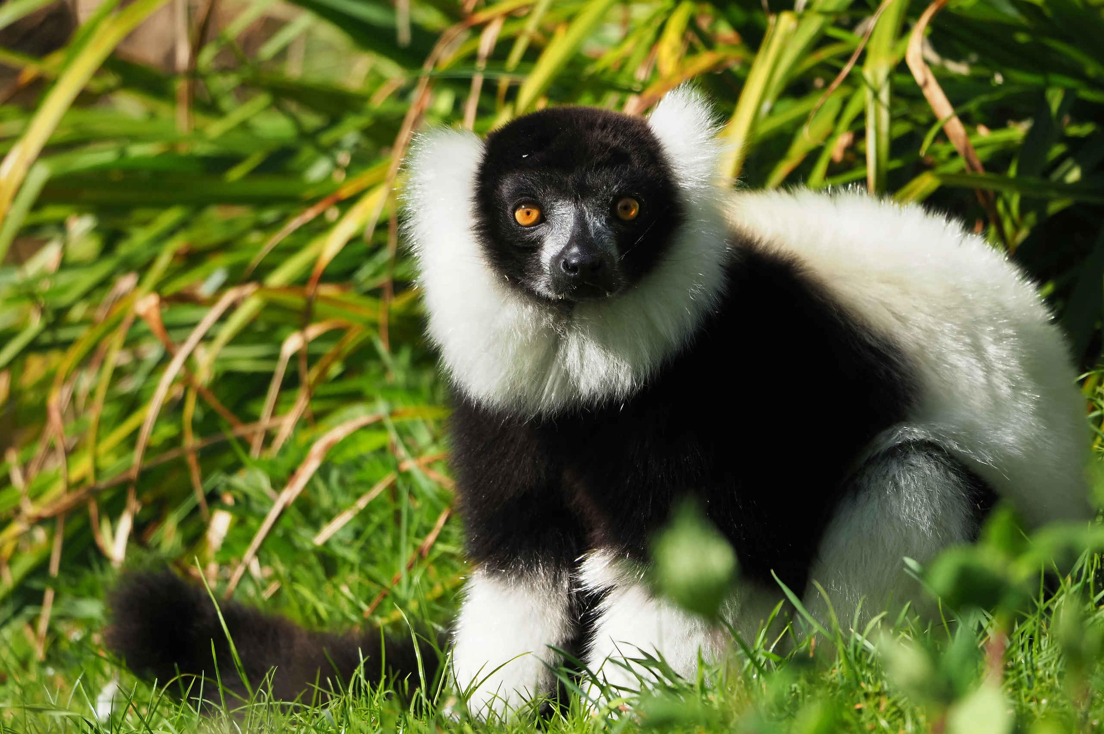 Een bonte vari zit in het gras bij ZooParc Overloon