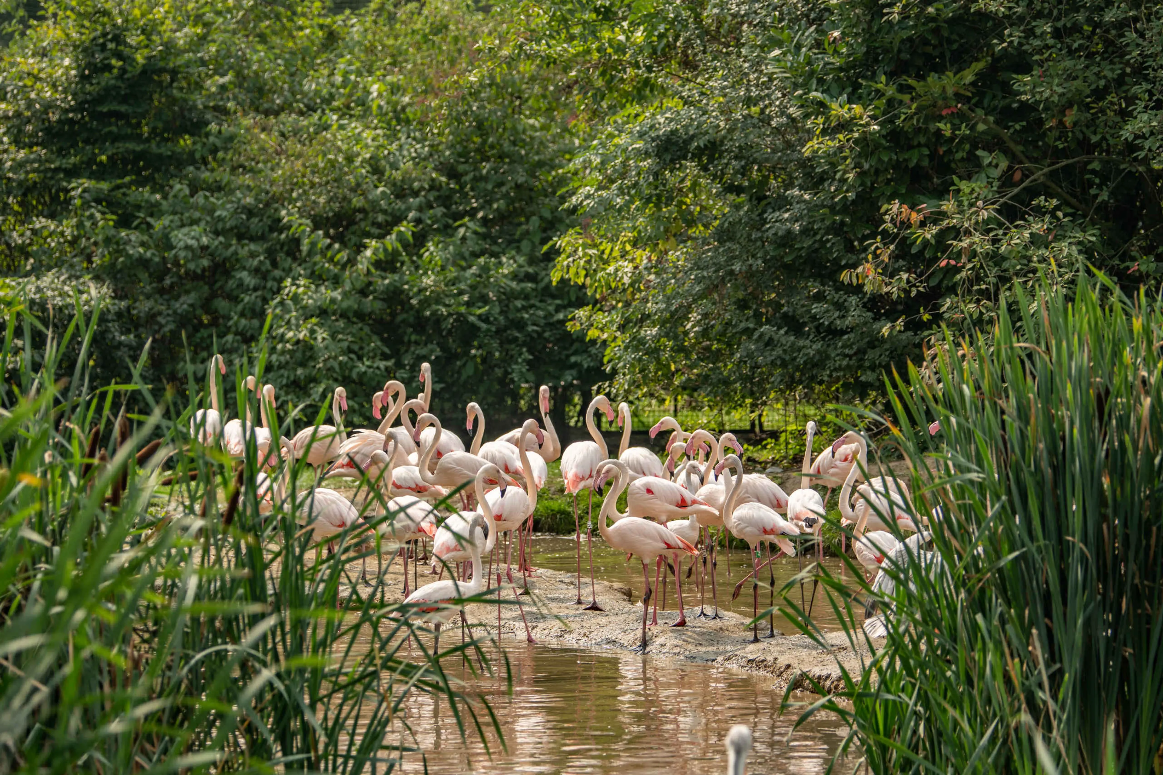 Flamingo's in Eindhoven Zoo