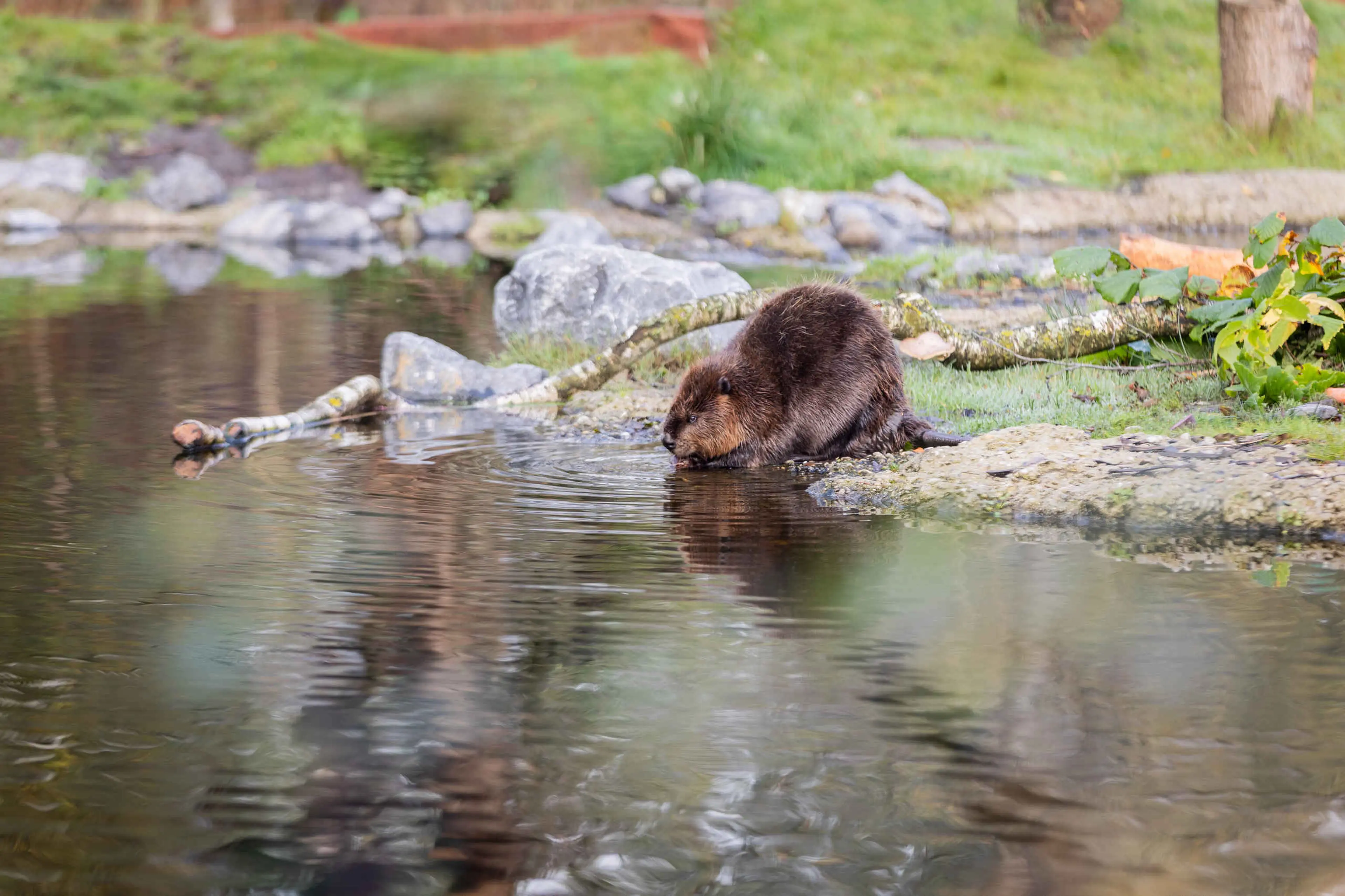 Canadese bever drinkt water AquaZoo Leeuwarden