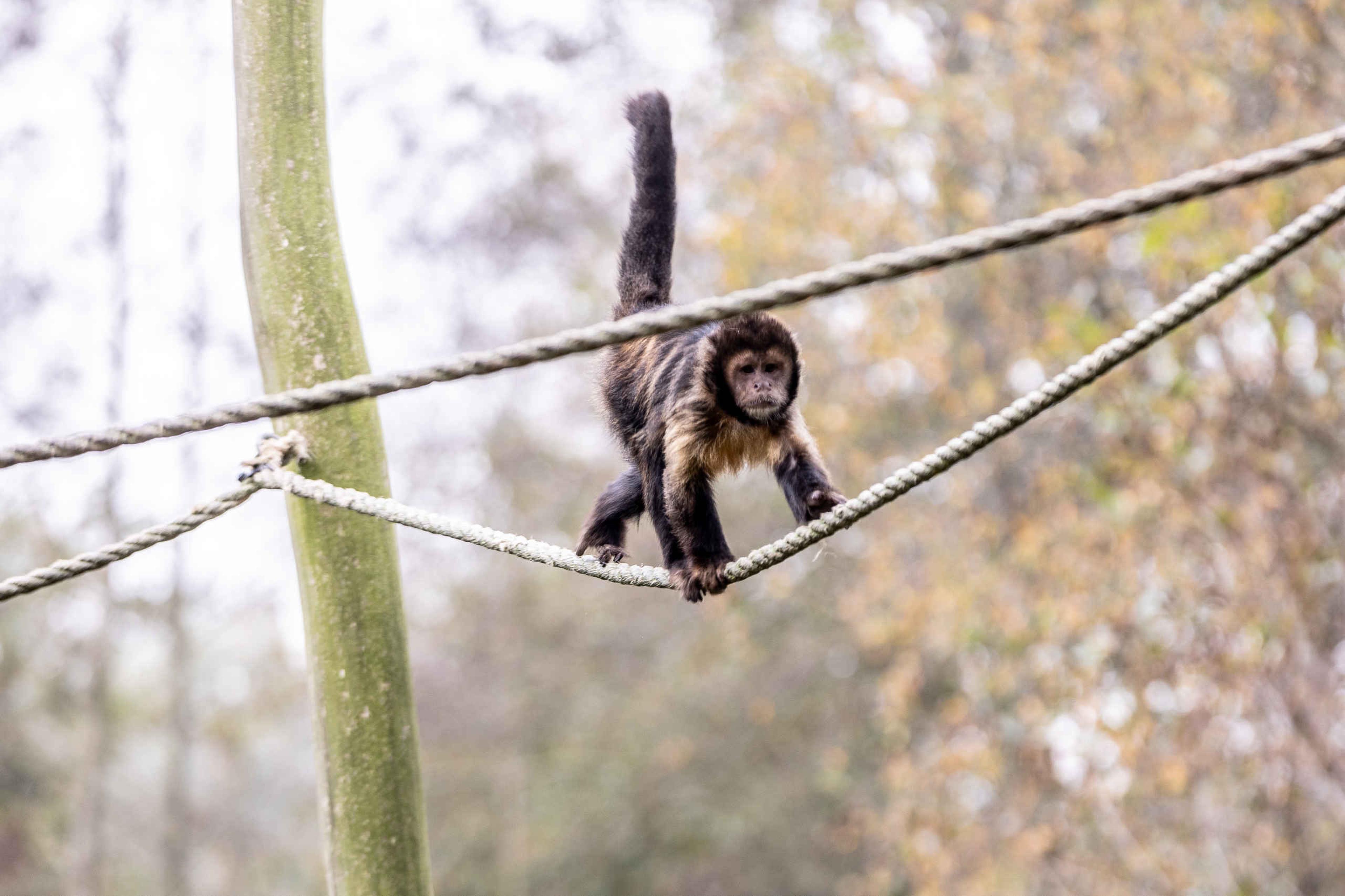 Geelborstkapucijnaap op touw in AquaZoo Leeuwarden Dierentuintickets NL
