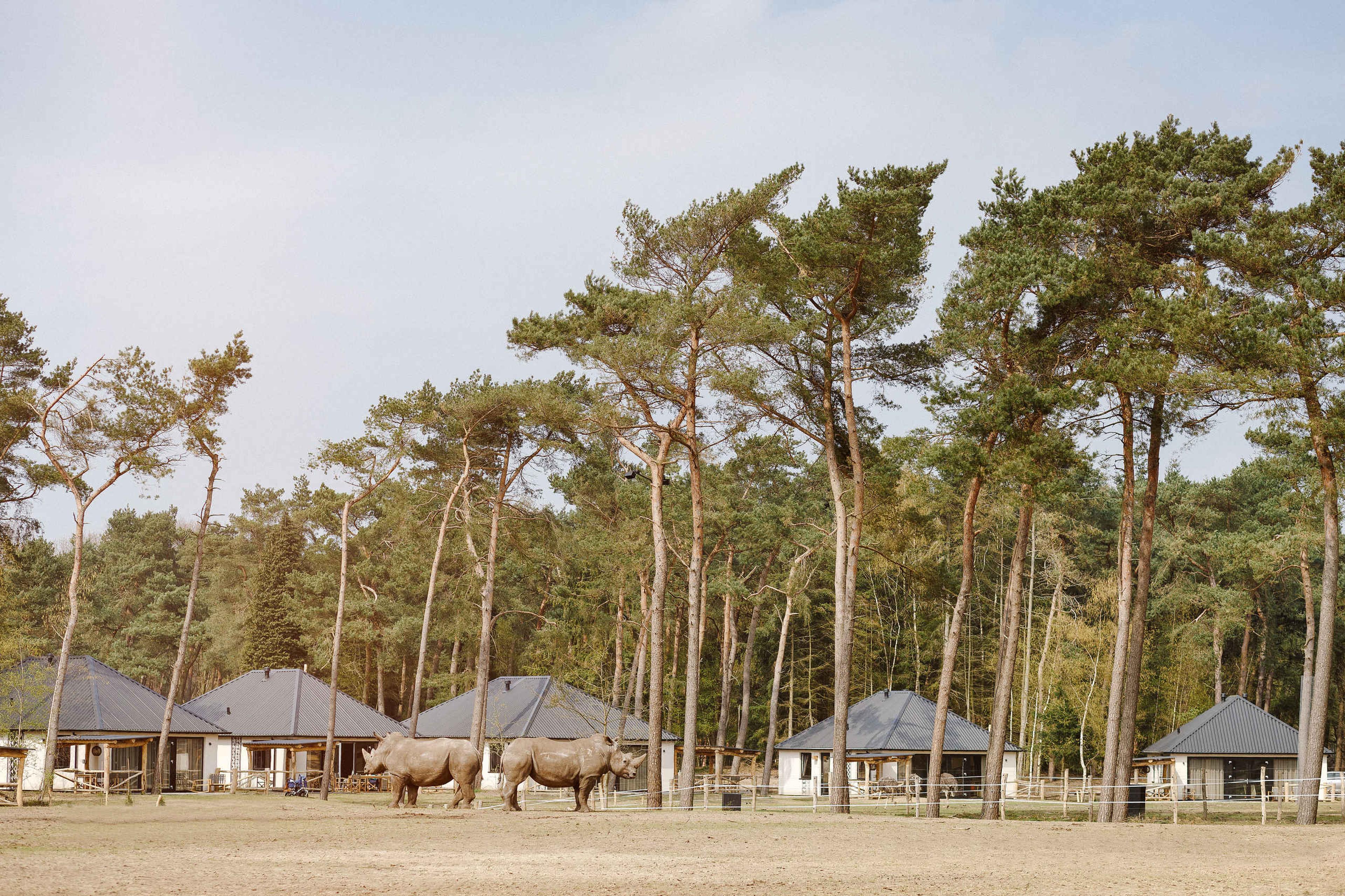 Witte neushoorns bij de Savanne Lodges in Safari Resort Beekse Bergen