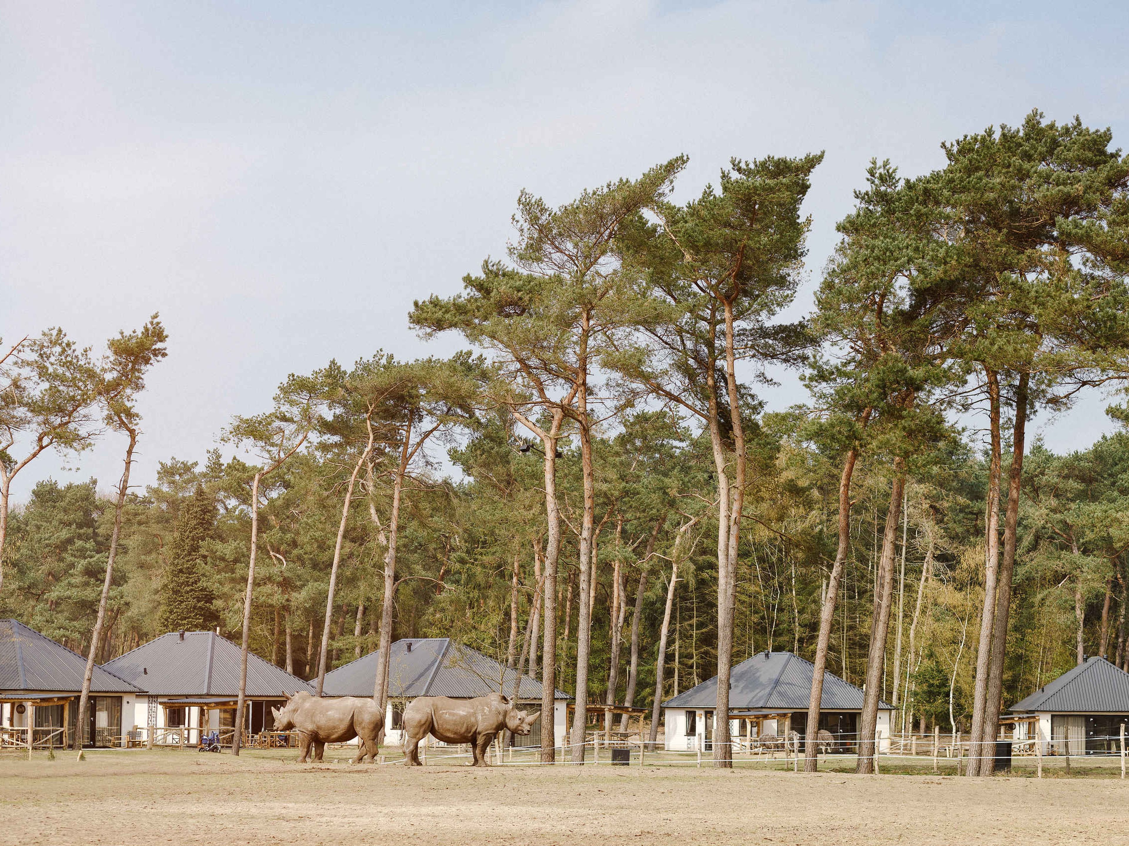 Witte neushoorns bij de Savanne Lodges in Safari Resort Beekse Bergen
