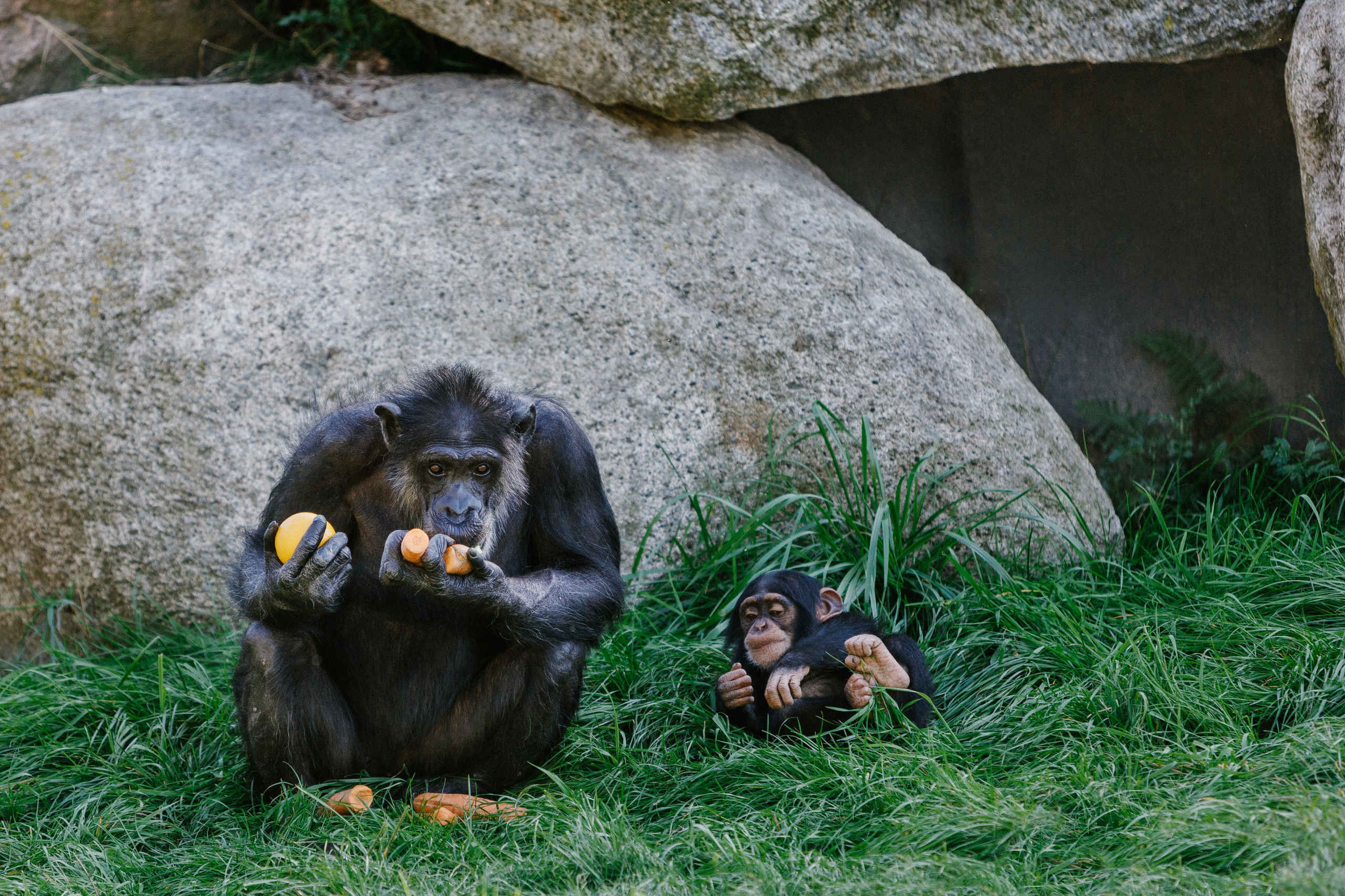 Een West-Afrikaanse chimpansee is aan het eten terwijl een jong toekijkt bij Eindhoven Zoo.