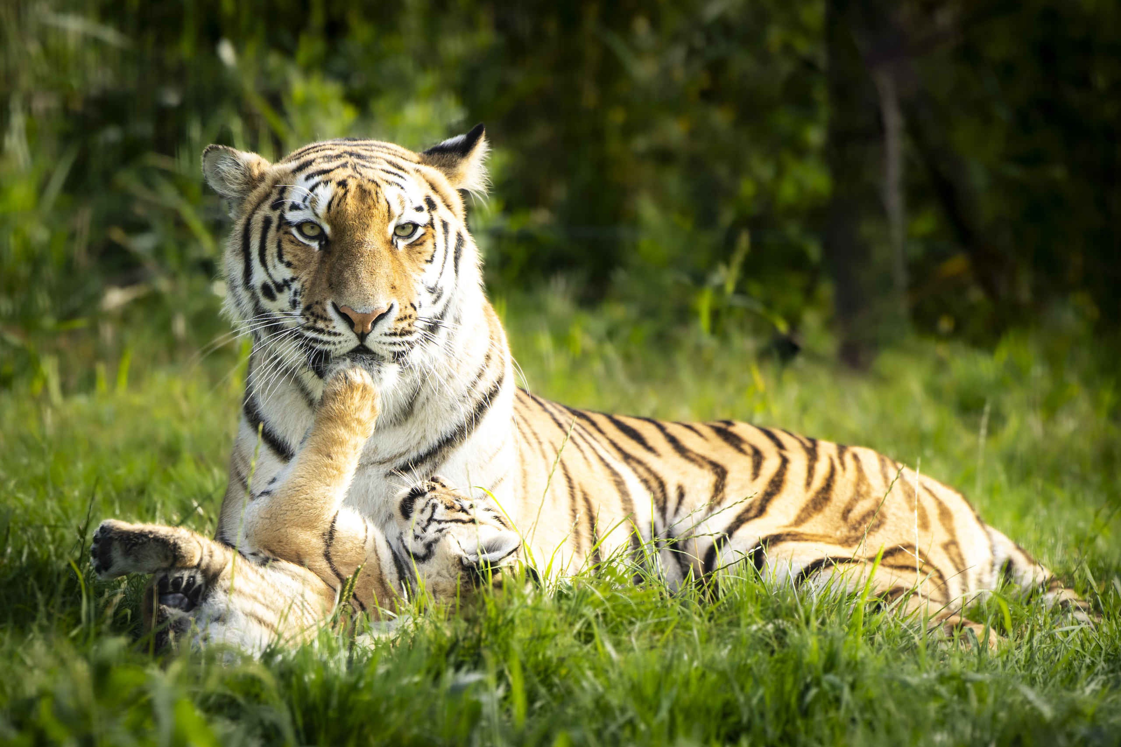 Tijgerwelpjes armoertijger close-up AquaZoo Leeuwarden