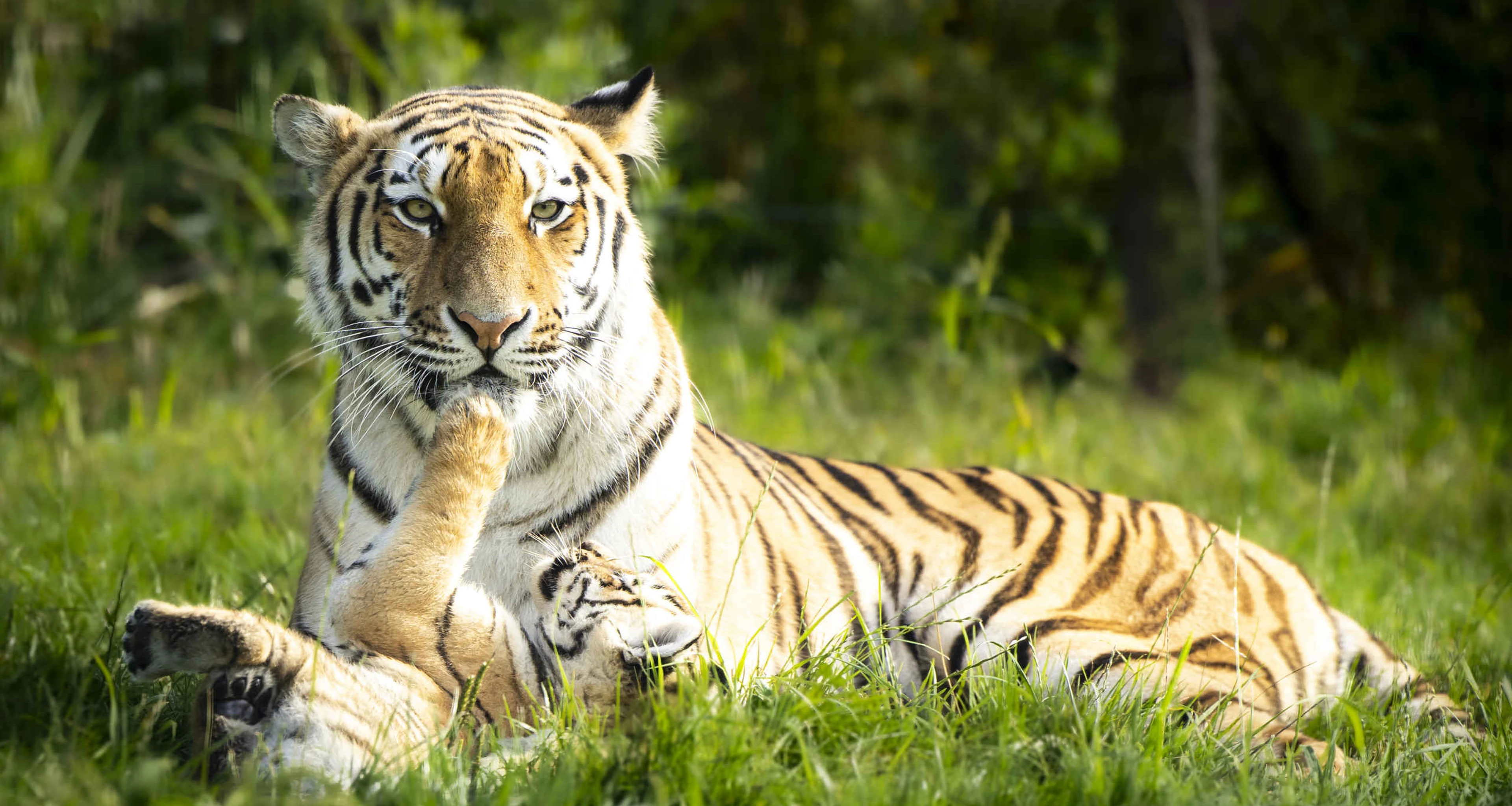 Tijgerwelpjes armoertijger close-up AquaZoo Leeuwarden