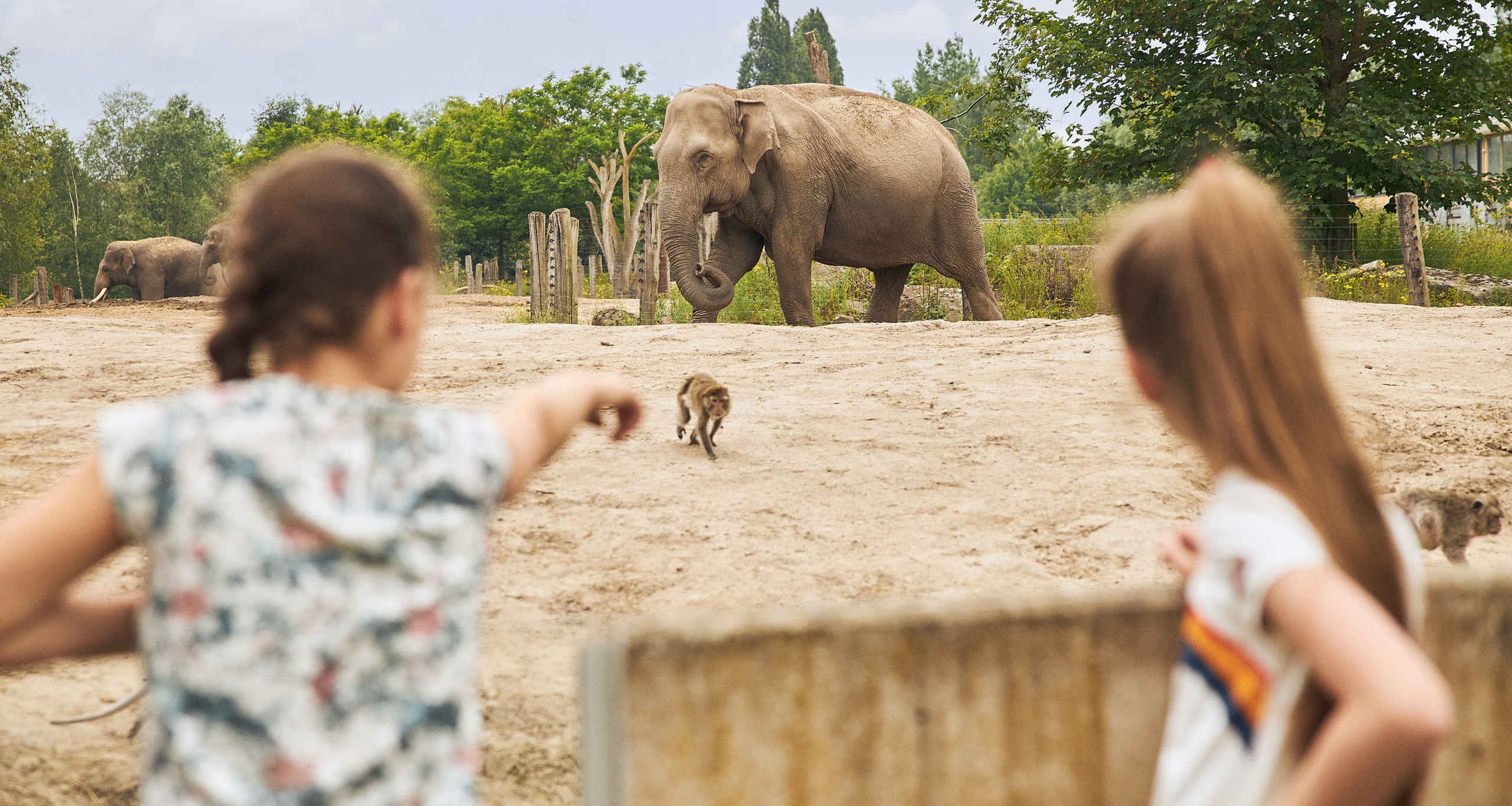 Kinderen bij olifant in Eindhoven Zoo