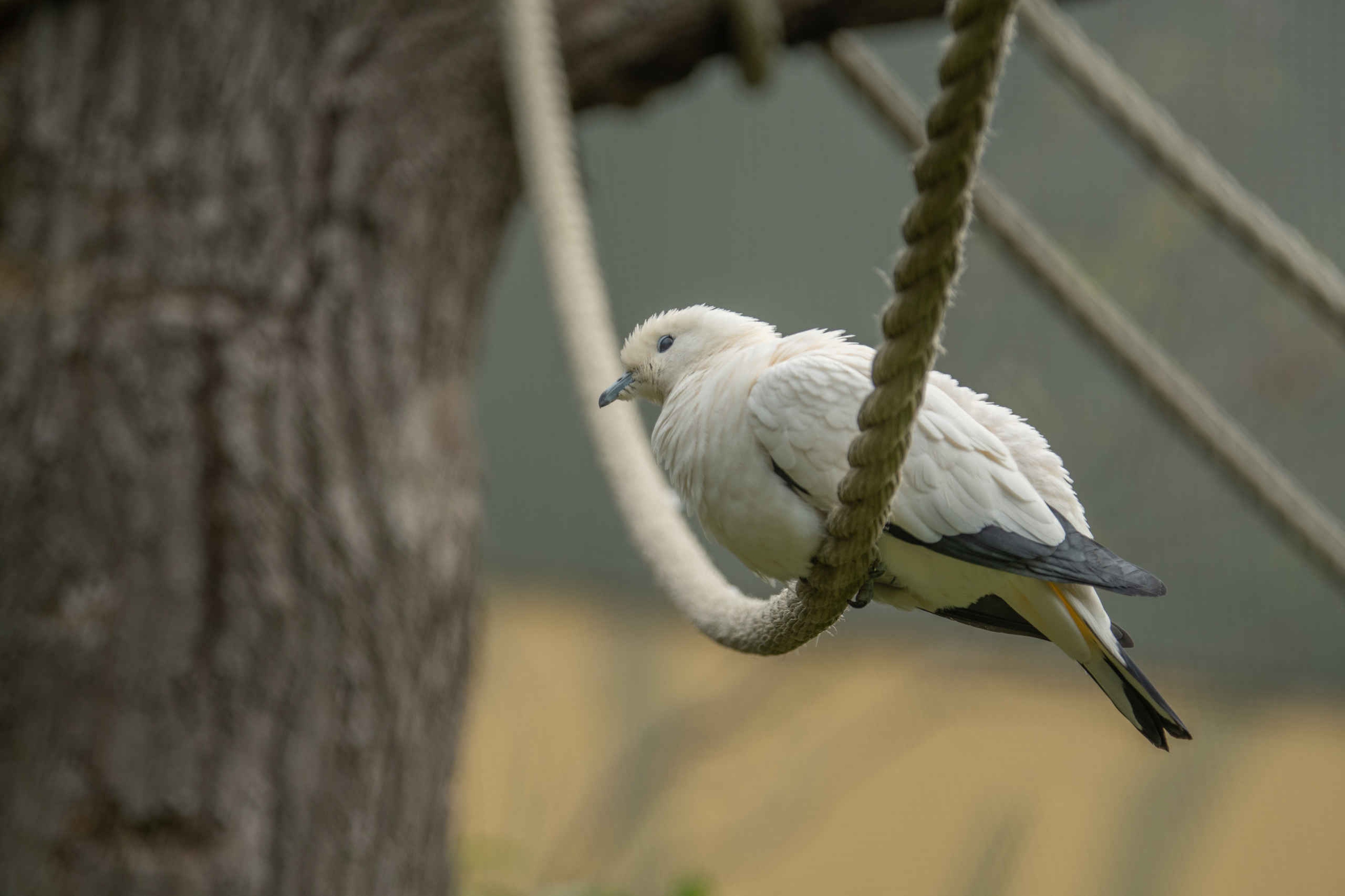 Een bonte muskaatduif zit op een touw bij Eindhoven Zoo.