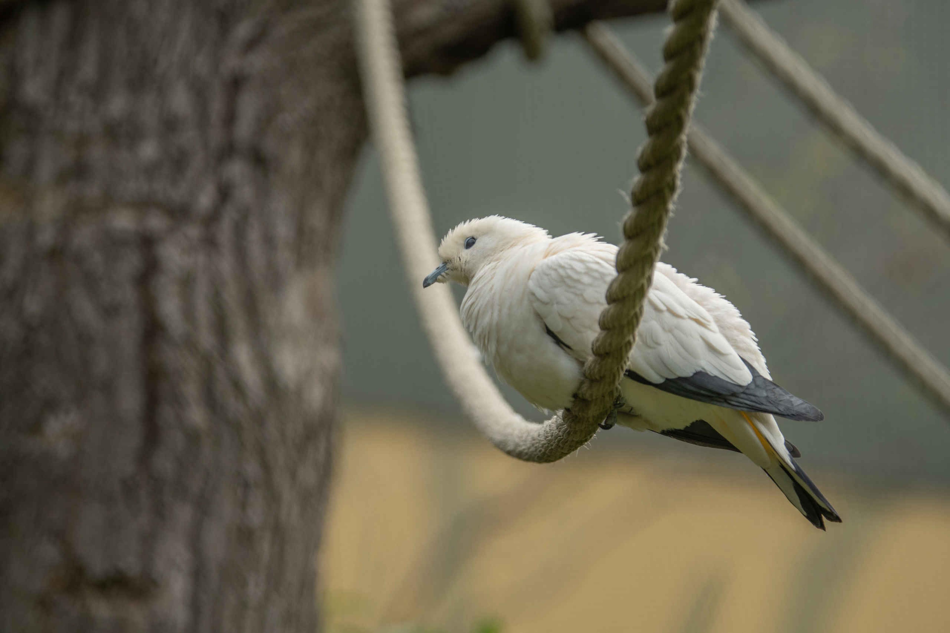 Een bonte muskaatduif zit op een touw bij Eindhoven Zoo.