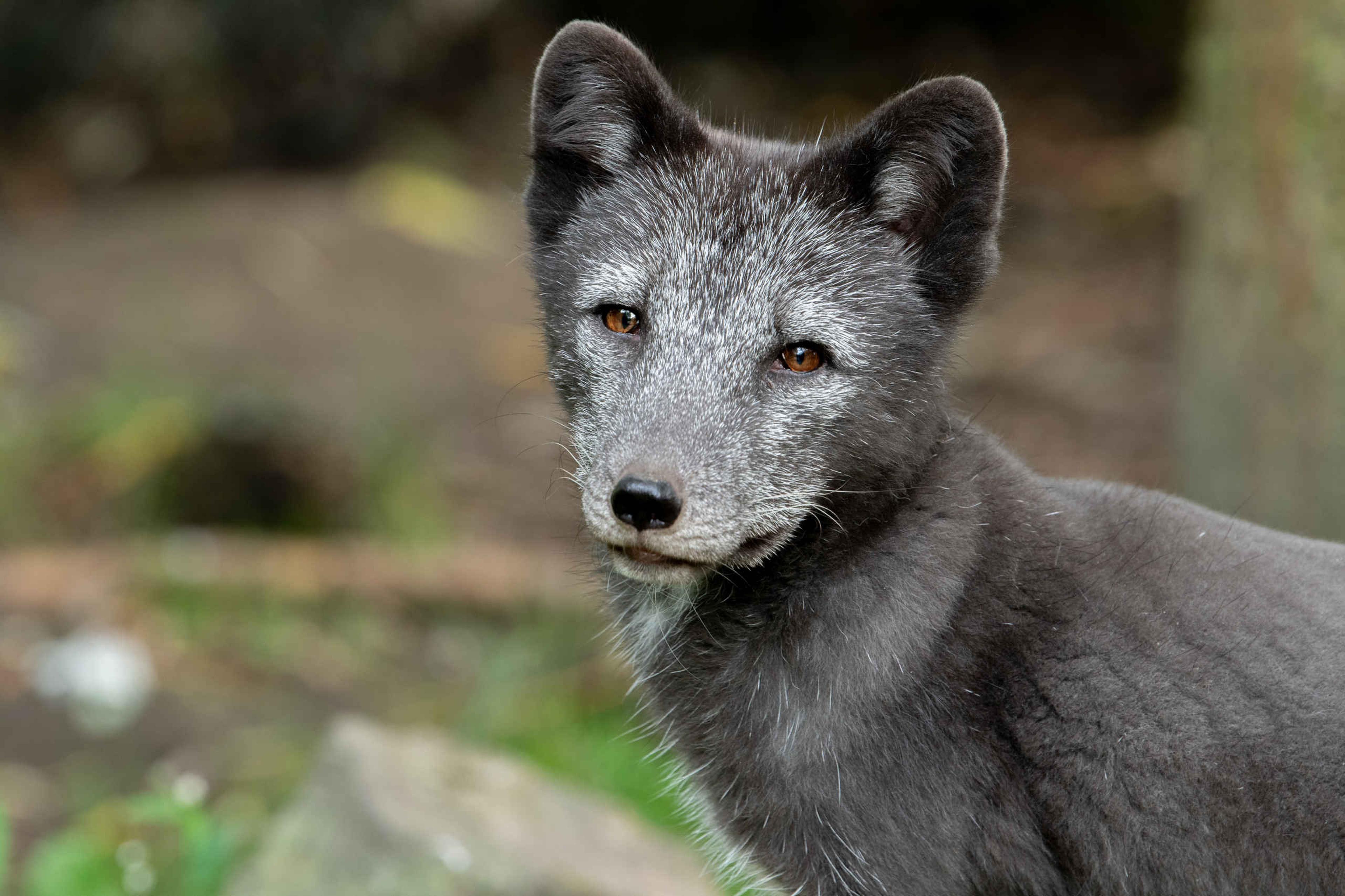 Een poolvos bij Eindhoven Zoo.