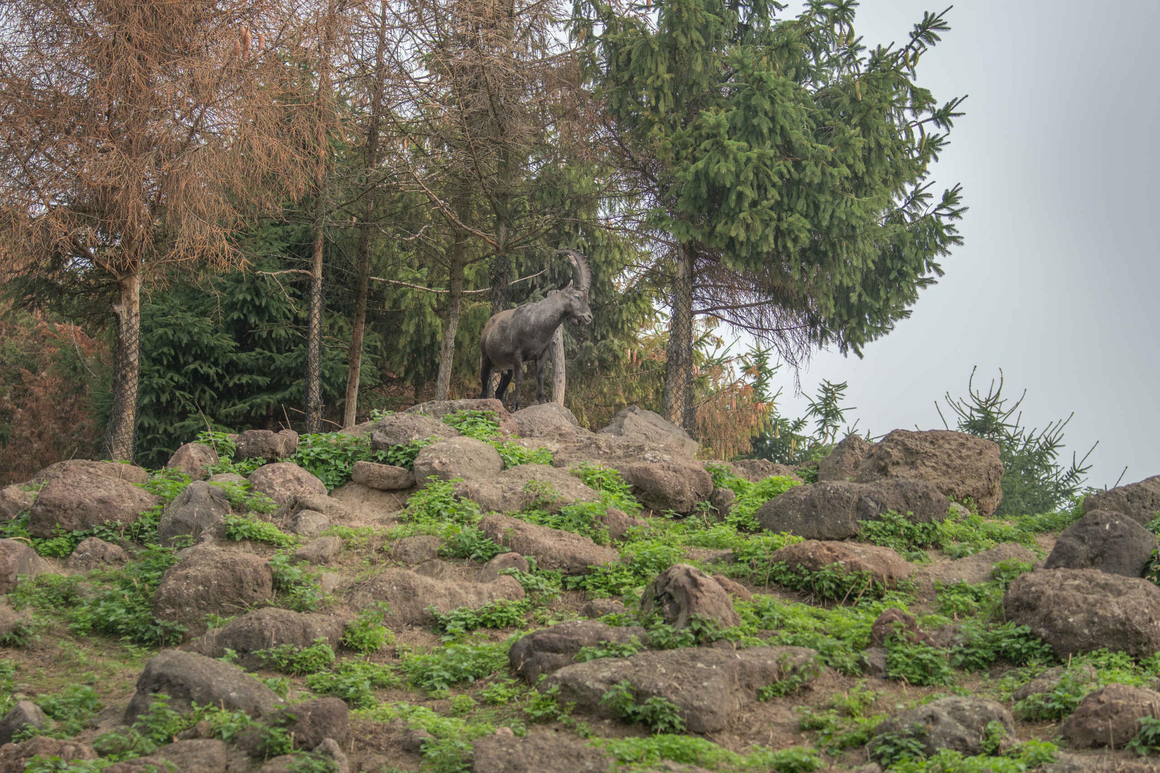 Een Alpensteenbok staat op een heuvel met rotsen onder de bomen in Eindhoven Zoo.