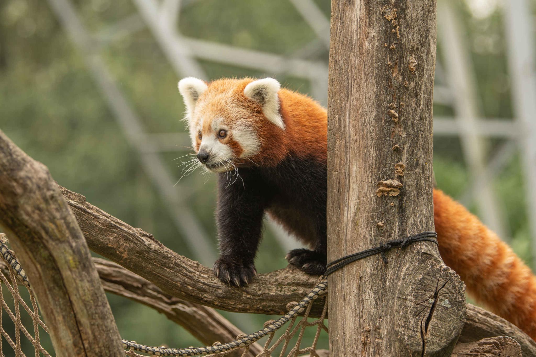 Een rode panda klimt in een boom bij Eindhoven Zoo.