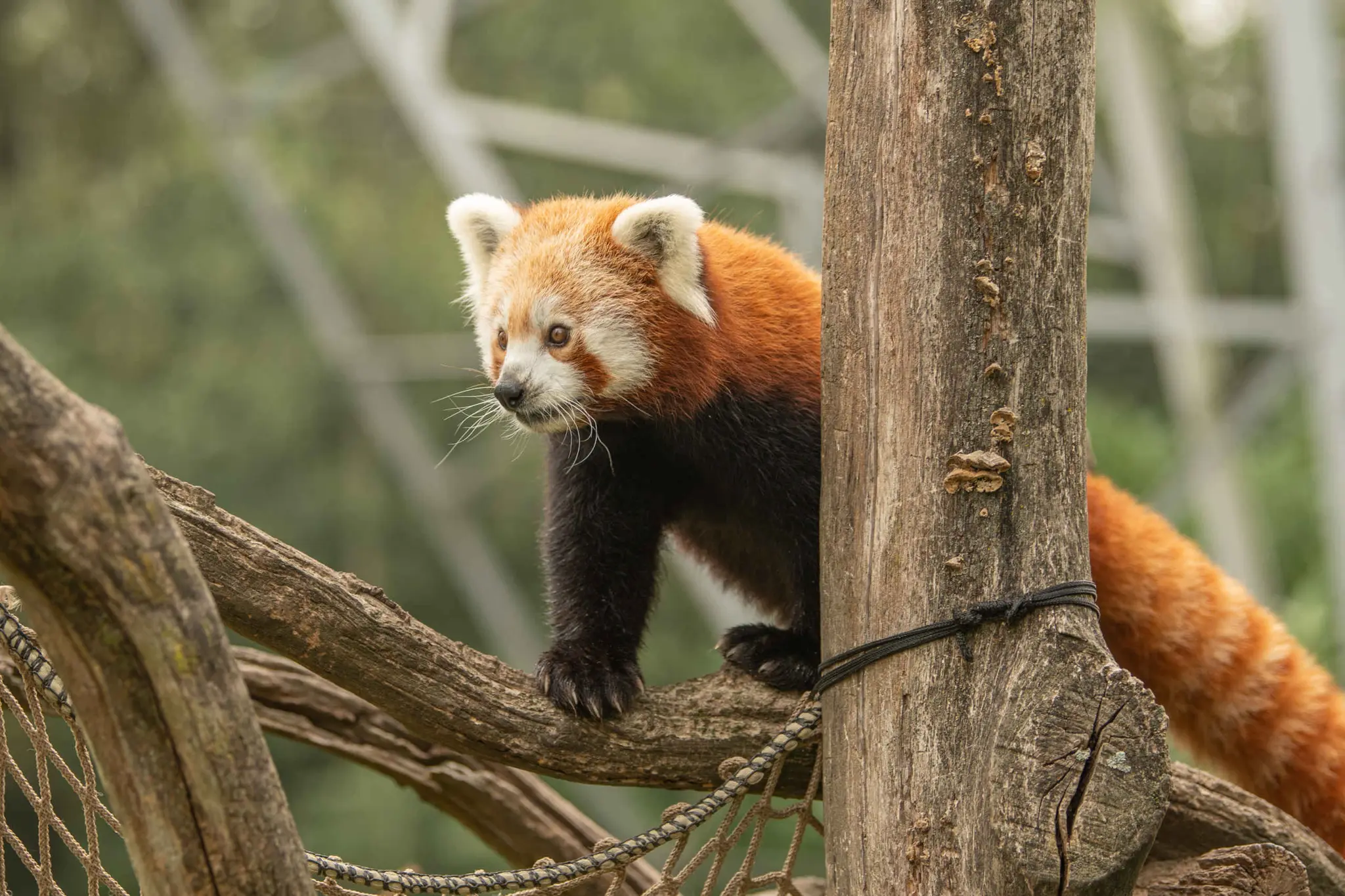 Een rode panda klimt in een boom bij Eindhoven Zoo.