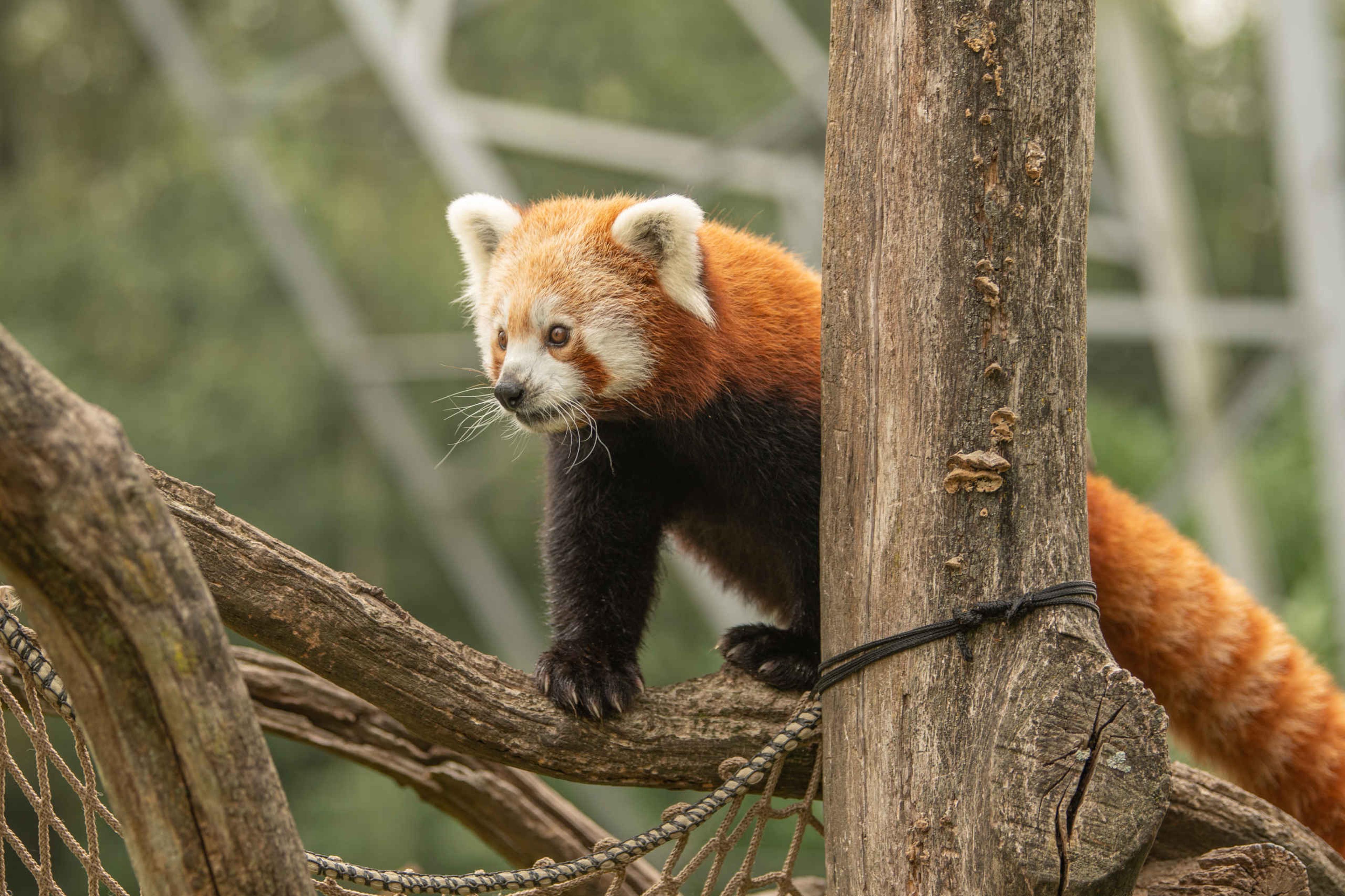 Een rode panda klimt in een boom bij Eindhoven Zoo.